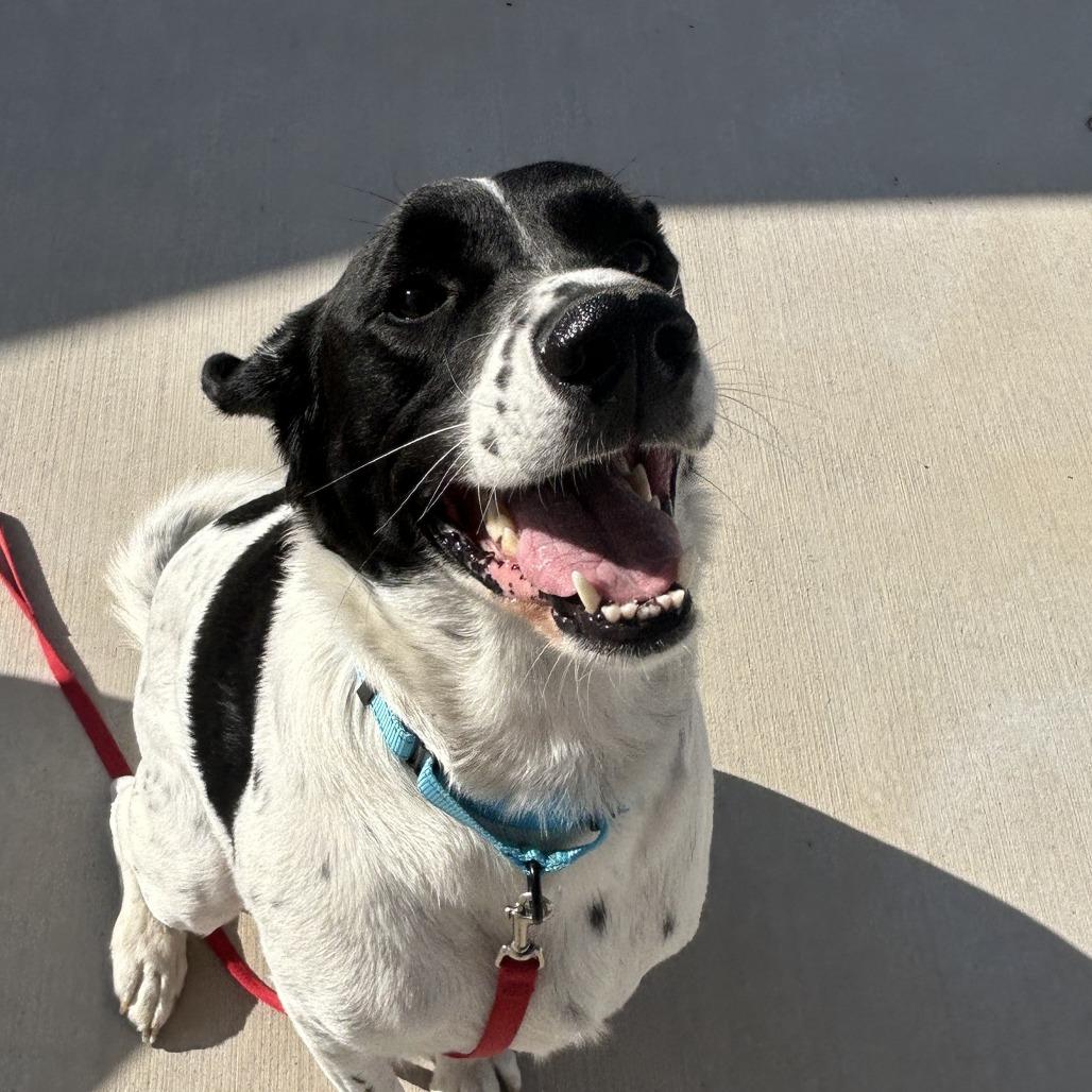Cooper, Adoptable, Adult Male Pointer.