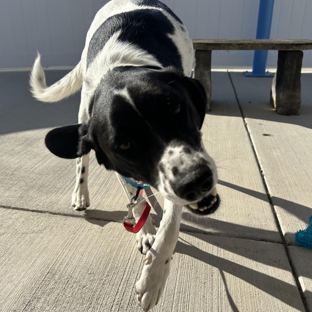 Enlarge Cooper, a Adoptable mixed breed in Harrisonburg, VA image 2/6
