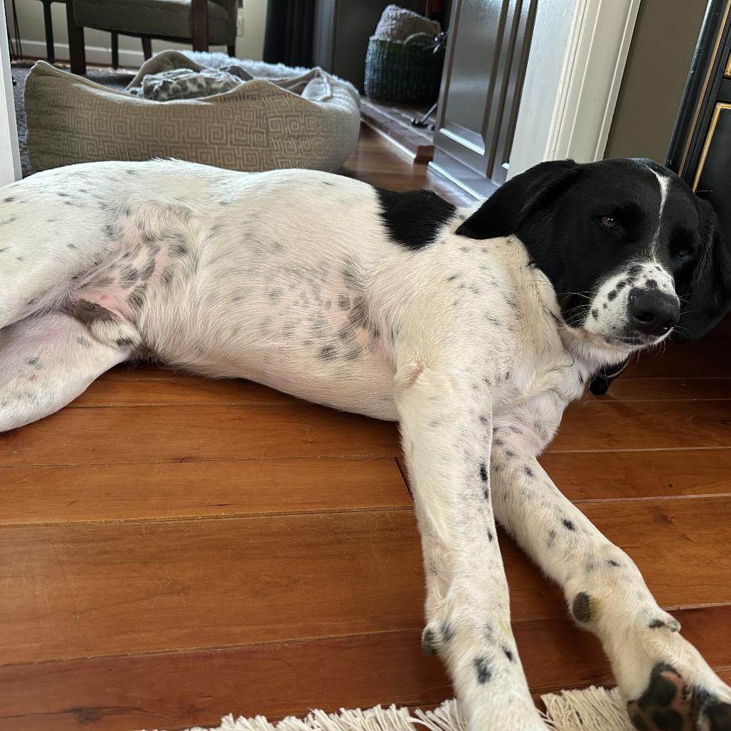 Enlarge Cooper, a Adoptable mixed breed in Harrisonburg, VA image 4/6