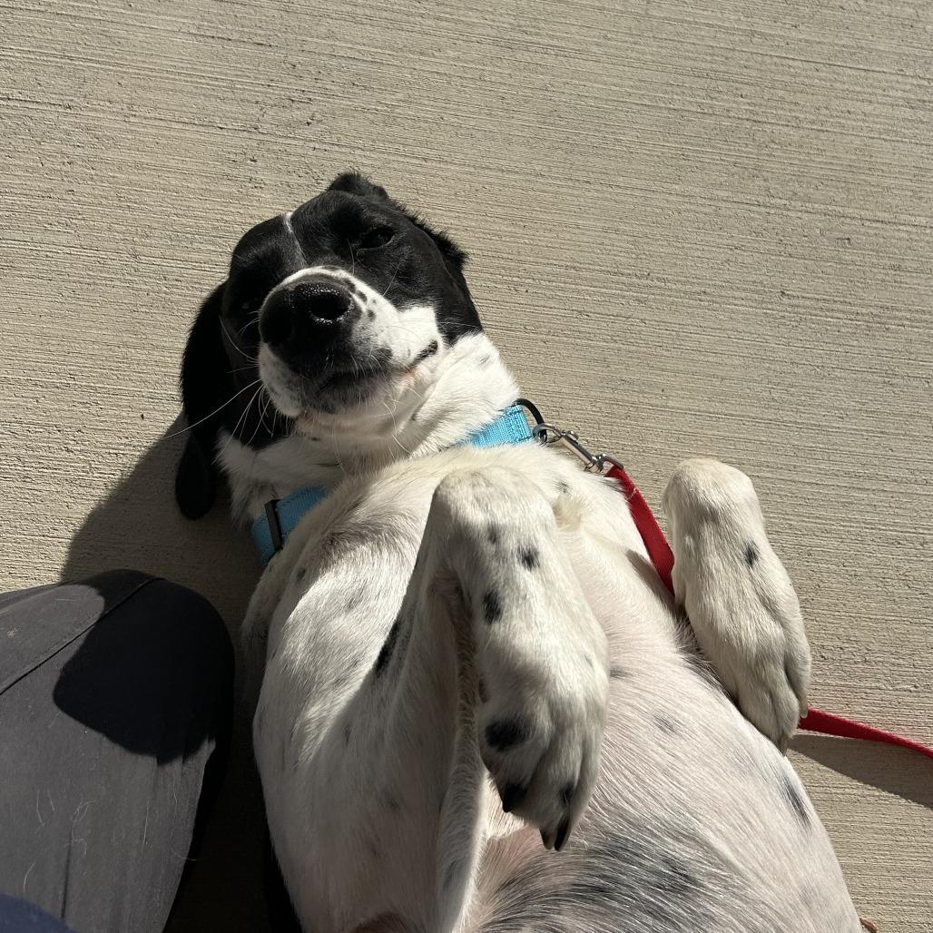 Enlarge Cooper, a Adoptable mixed breed in Harrisonburg, VA image 5/6