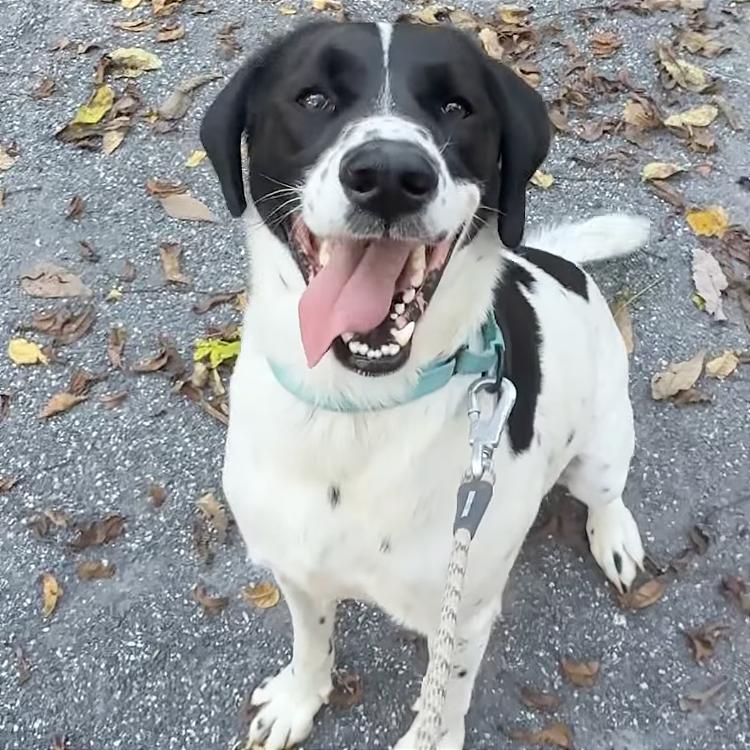 Enlarge Cooper, a Adoptable mixed breed in Harrisonburg, VA image 6/6