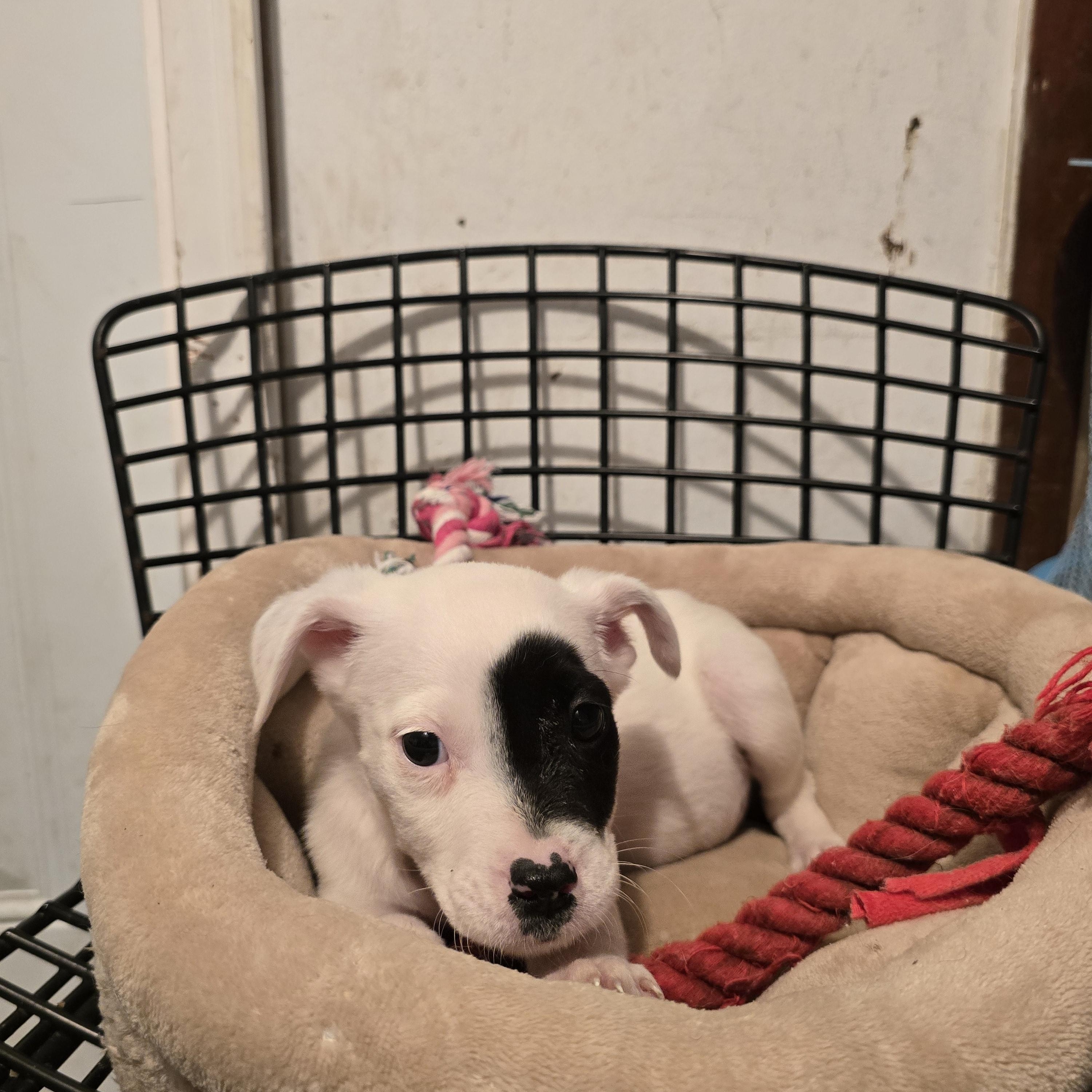 Enlarge Holly, a ADOPTABLE mixed breed in Nyack, NY image 1/3