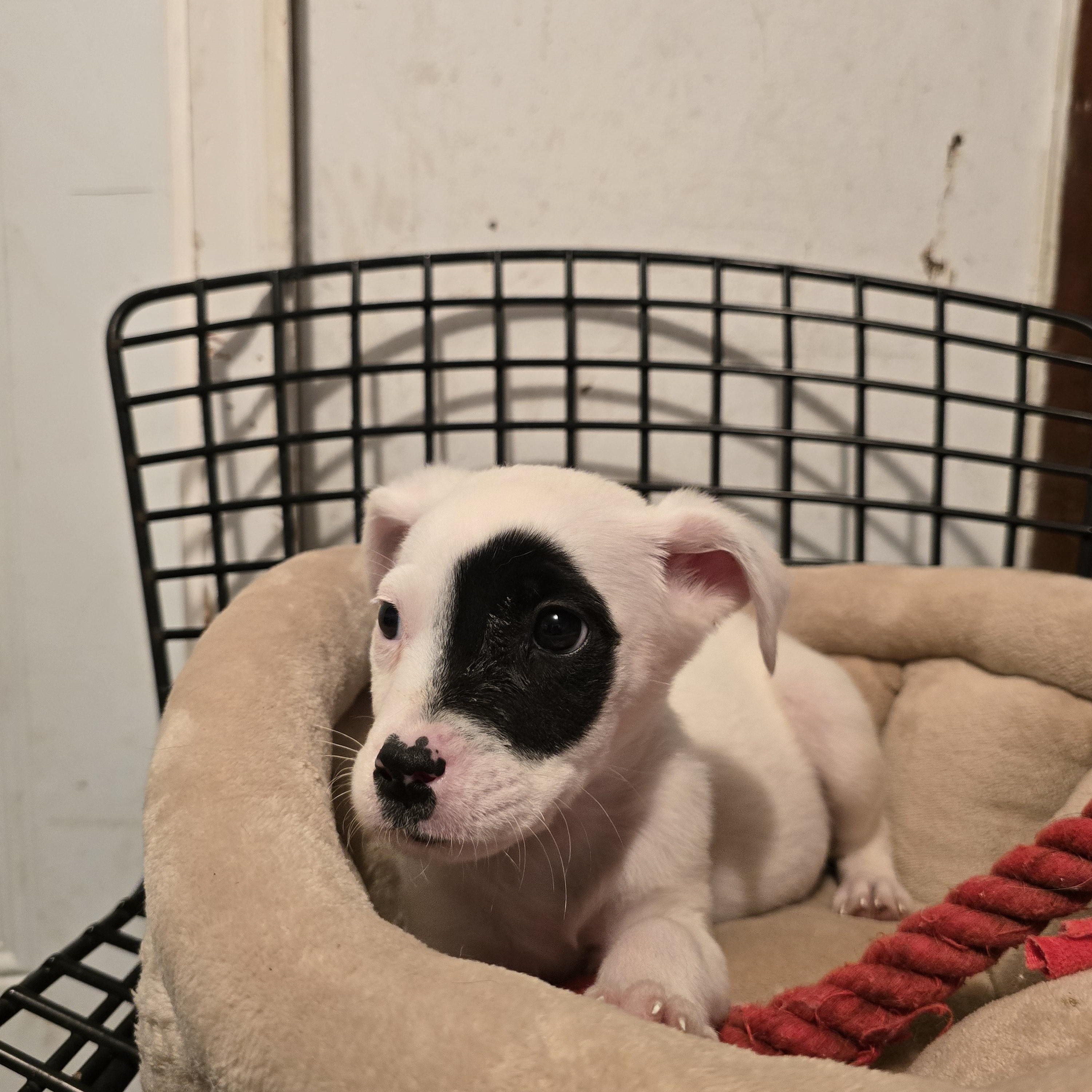 Enlarge Holly, a ADOPTABLE mixed breed in Nyack, NY image 2/3