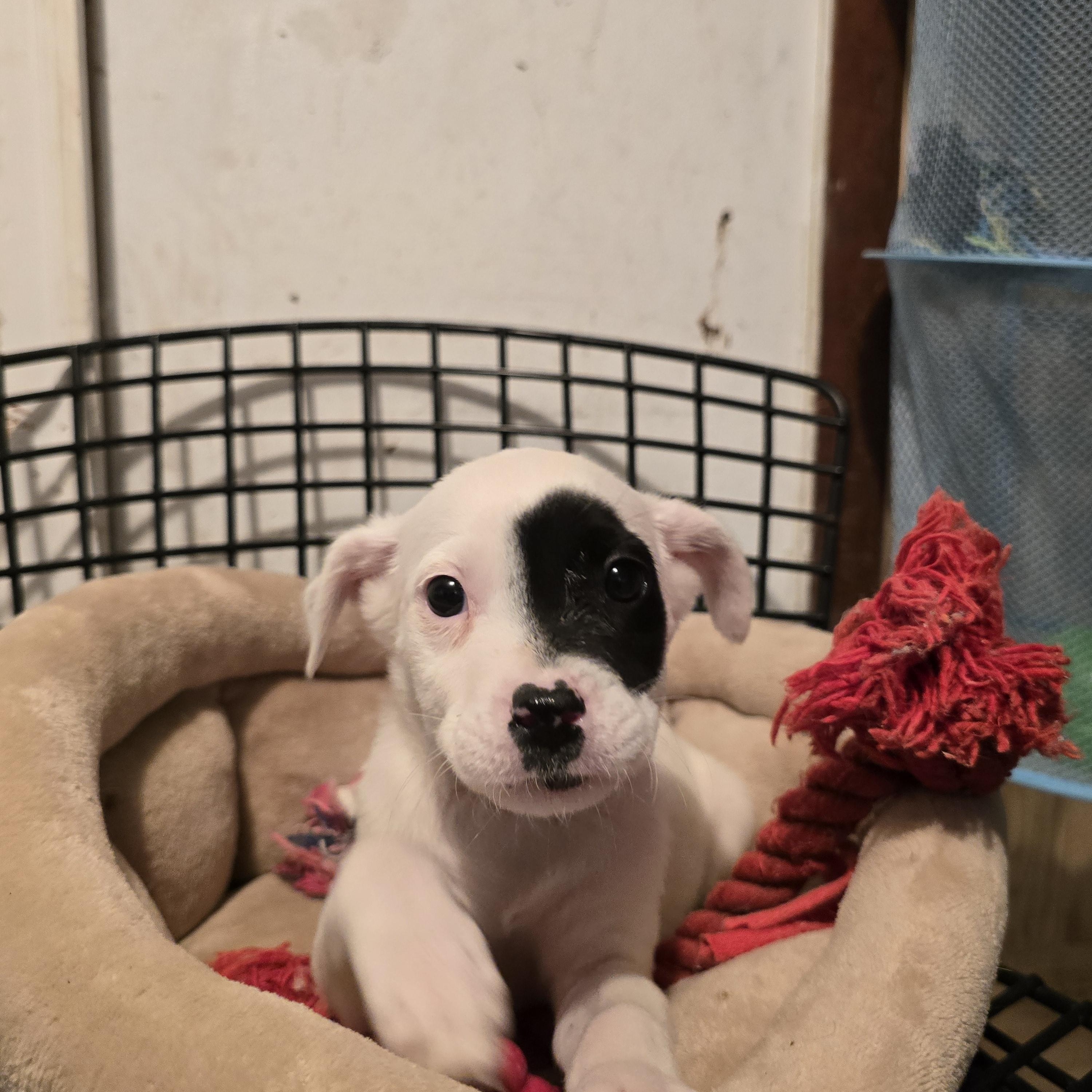 Enlarge Holly, a ADOPTABLE mixed breed in Nyack, NY image 3/3