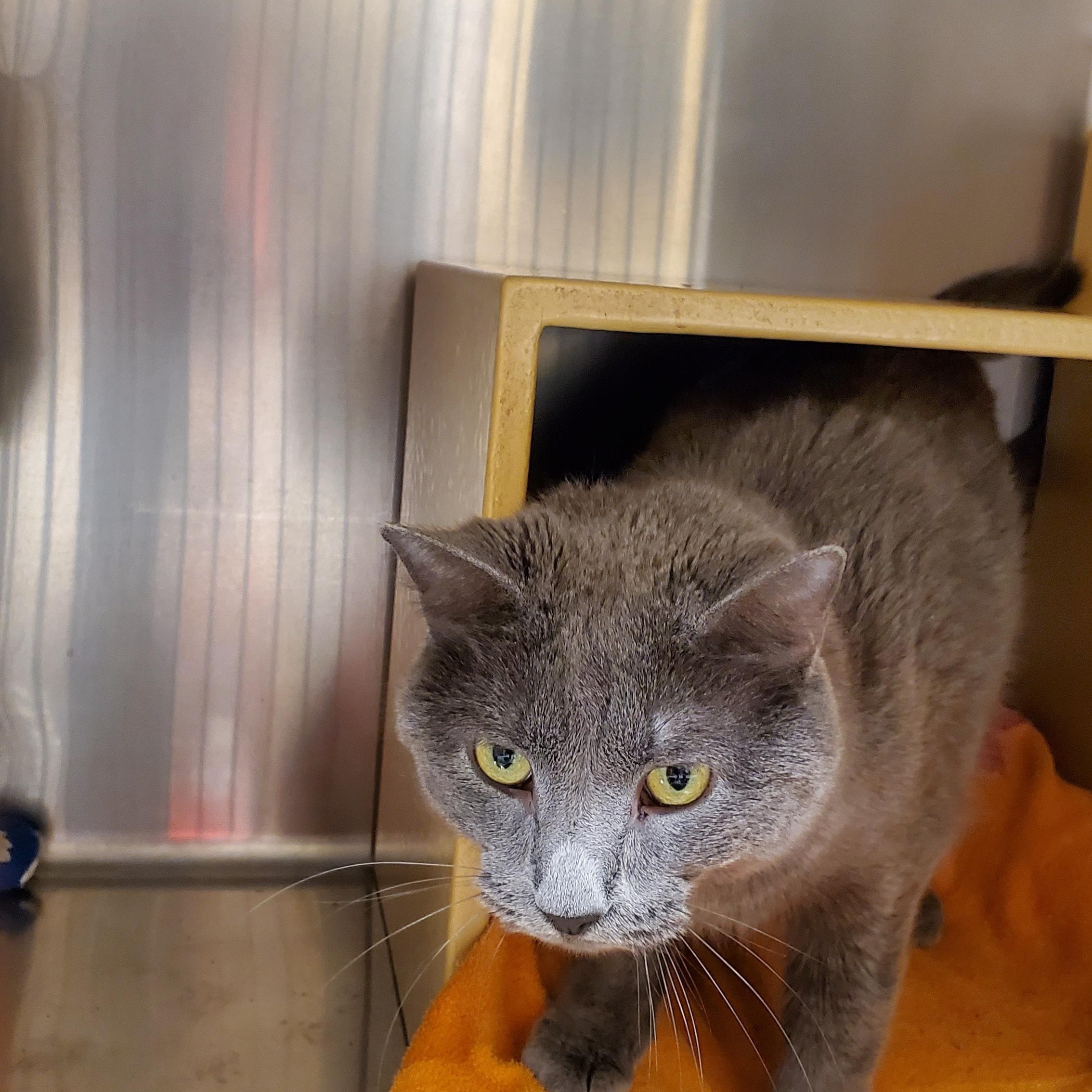 Cuddles, ADOPTABLE, Adult Female Russian Blue.