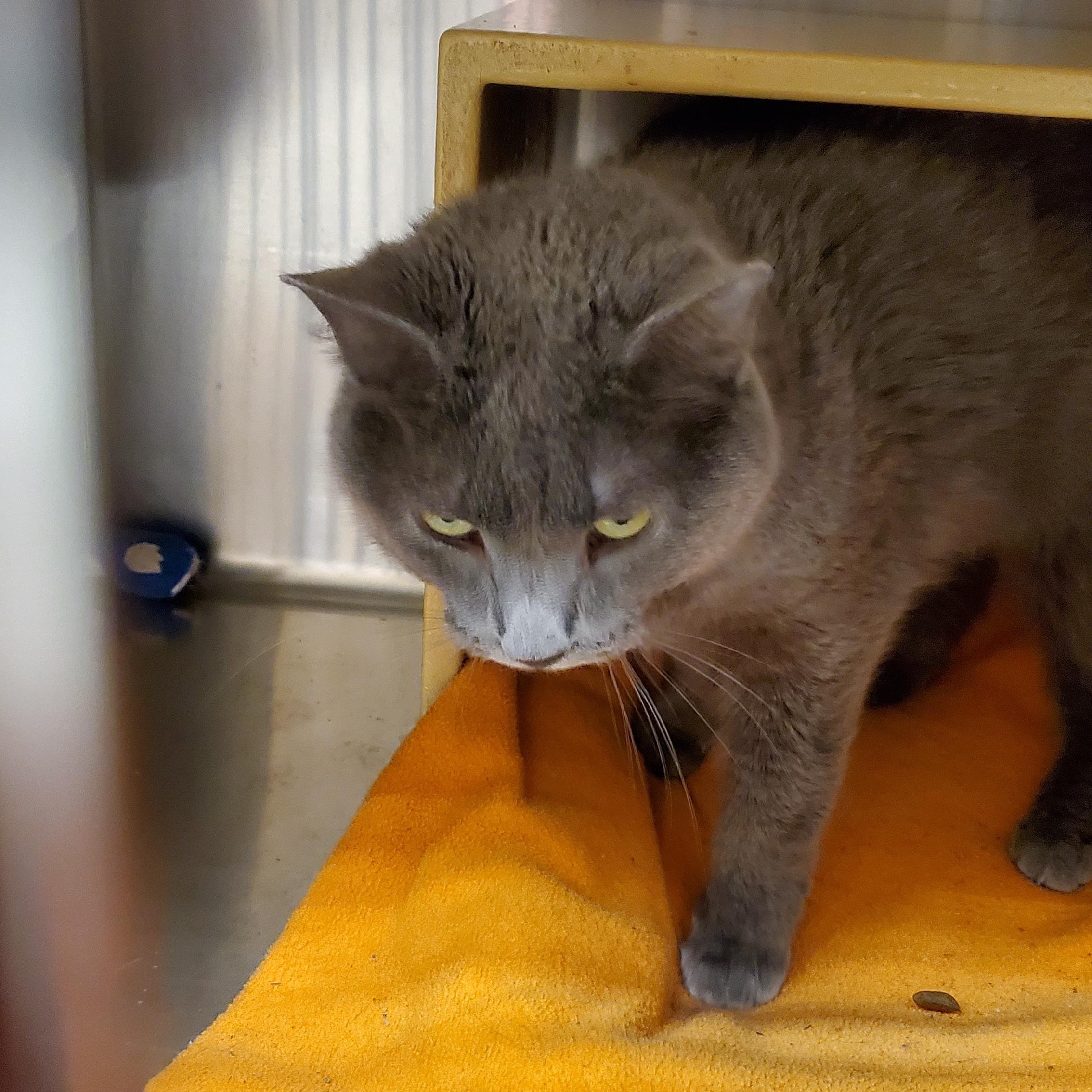 Cuddles, a ADOPTABLE Russian Blue in Muncie, IN image 2/2