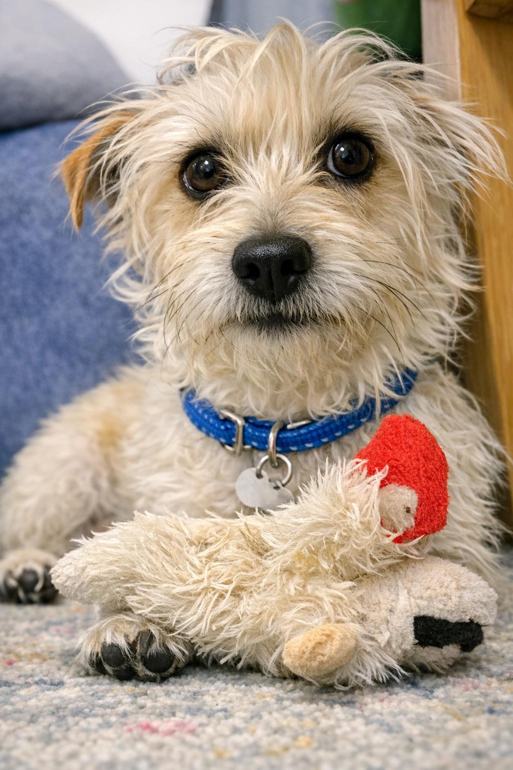 Enlarge Toto, a Adopted mixed breed in San Francisco, CA image 2/3