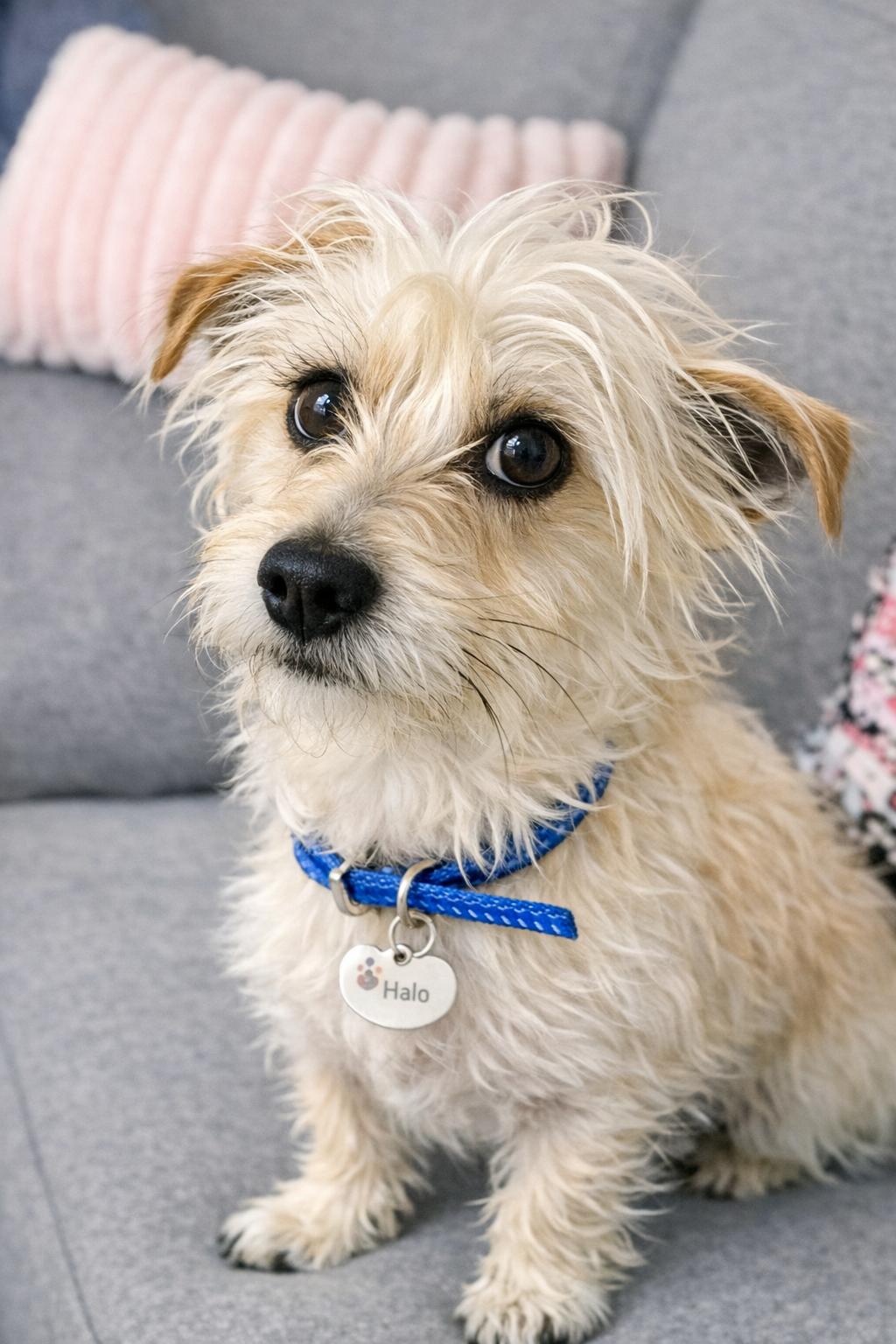 Enlarge Toto, a Adopted mixed breed in San Francisco, CA image 3/3