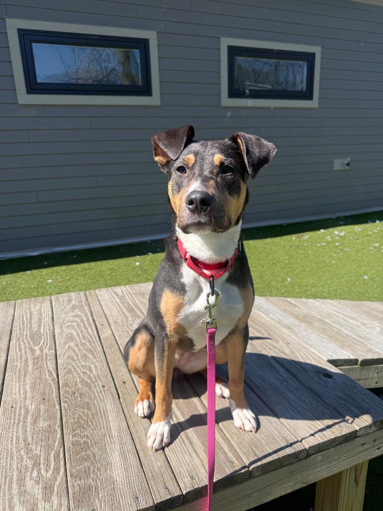 Enlarge Lisa, a Adoptable mixed breed in Liverpool, NY image 1/4