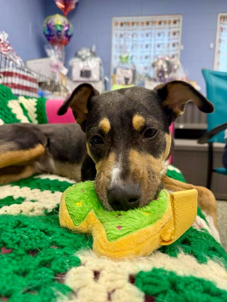 Lisa, Adoptable, Puppy Female Shepherd.