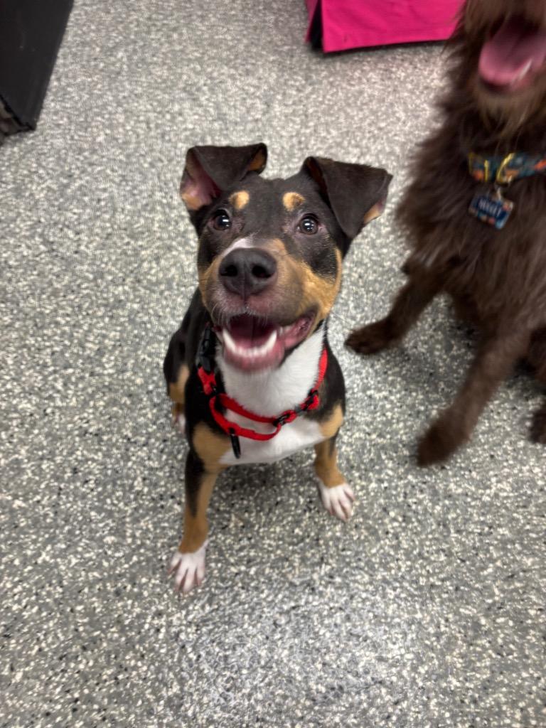 Enlarge Lisa, a Adoptable mixed breed in Liverpool, NY image 2/4