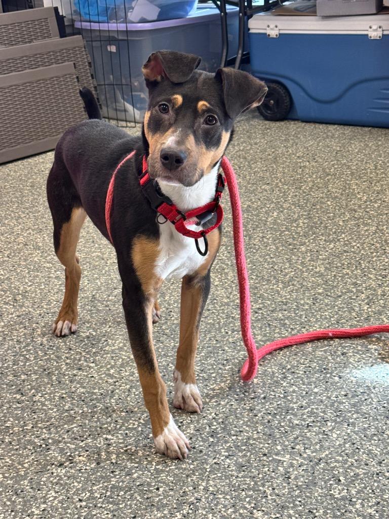 Enlarge Lisa, a Adoptable mixed breed in Liverpool, NY image 3/4