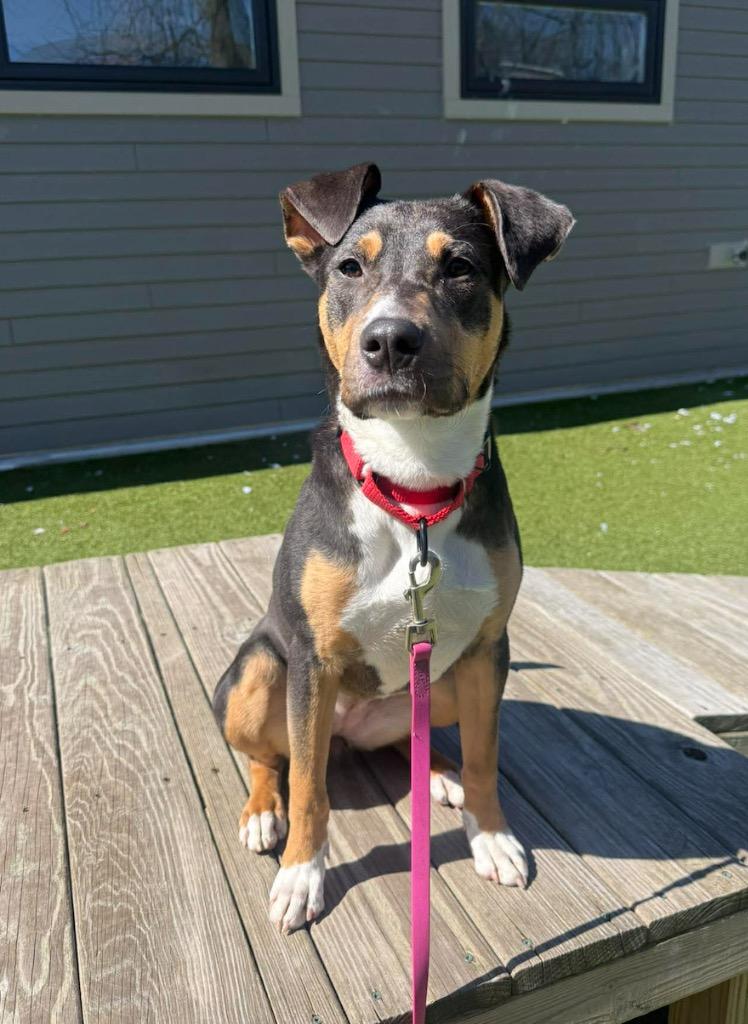 Enlarge Lisa, a Adoptable mixed breed in Liverpool, NY image 4/4