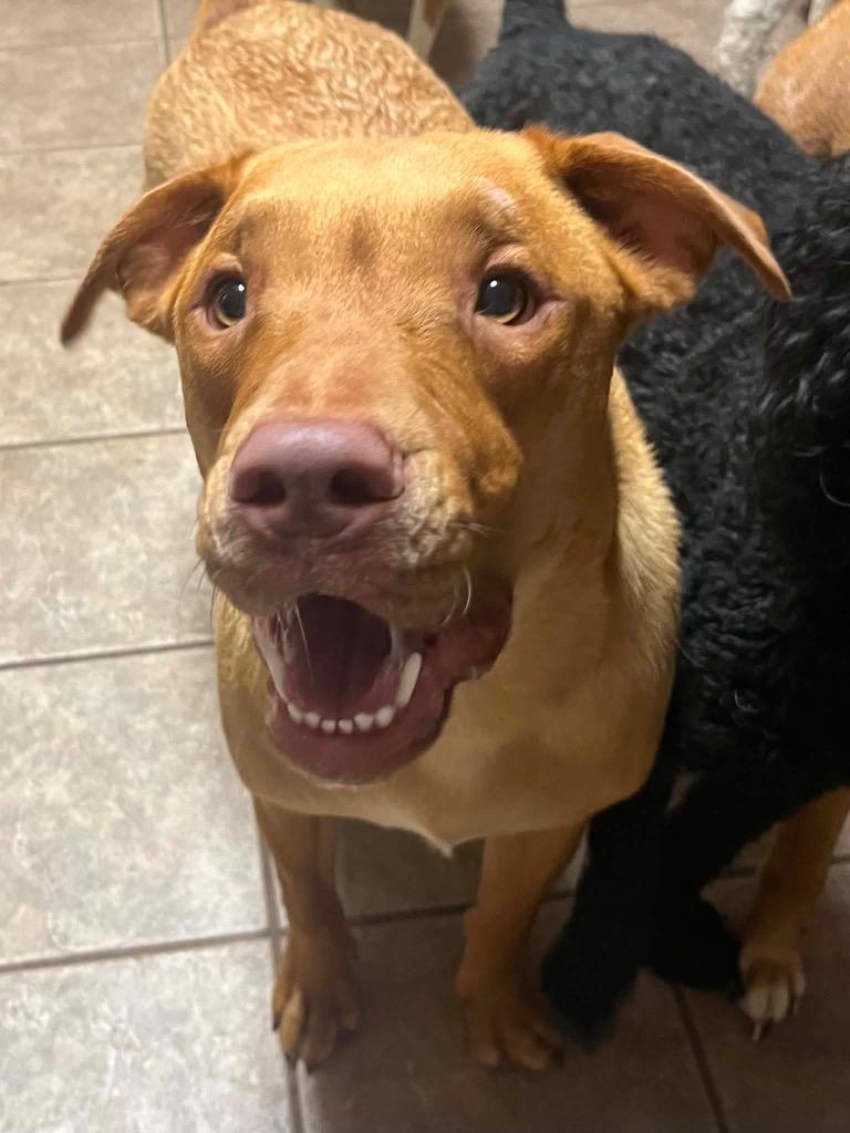 Enlarge Richee, a Adoptable Pit Bull Terrier in Gautier, MS image 2/3
