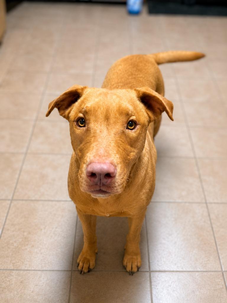 Enlarge Richee, a Adoptable Pit Bull Terrier in Gautier, MS image 3/3