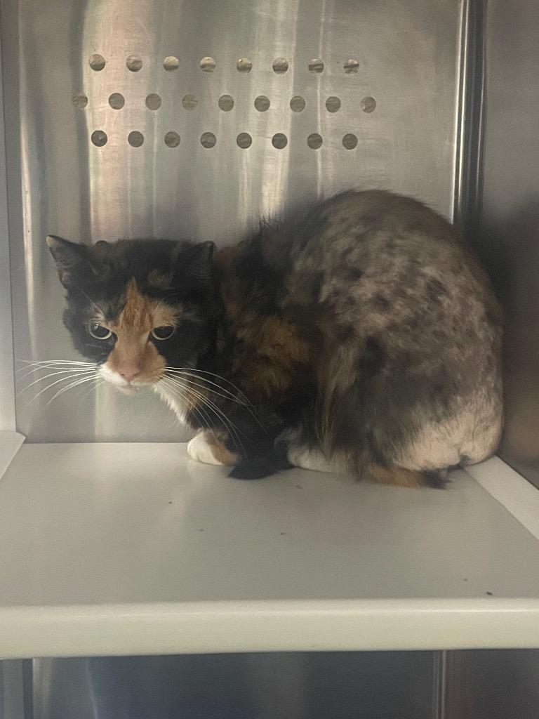 Enlarge Callie, a Adoptable mixed breed in Blountville, TN image 1/1