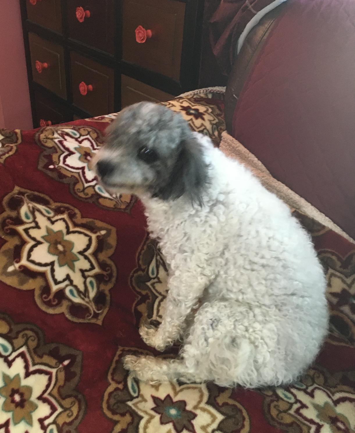 Pickles, an adoptable Maltipoo in Hazleton, IA, 50641 | Photo Image 1