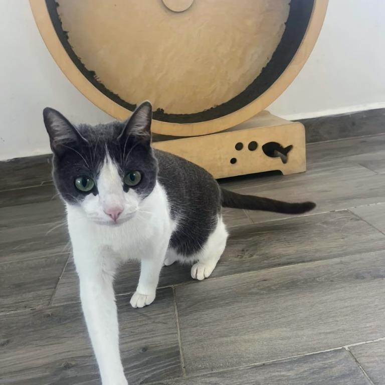 Enlarge Libby, an adopted American Shorthair in Corral del Risco, NAY image 2/4