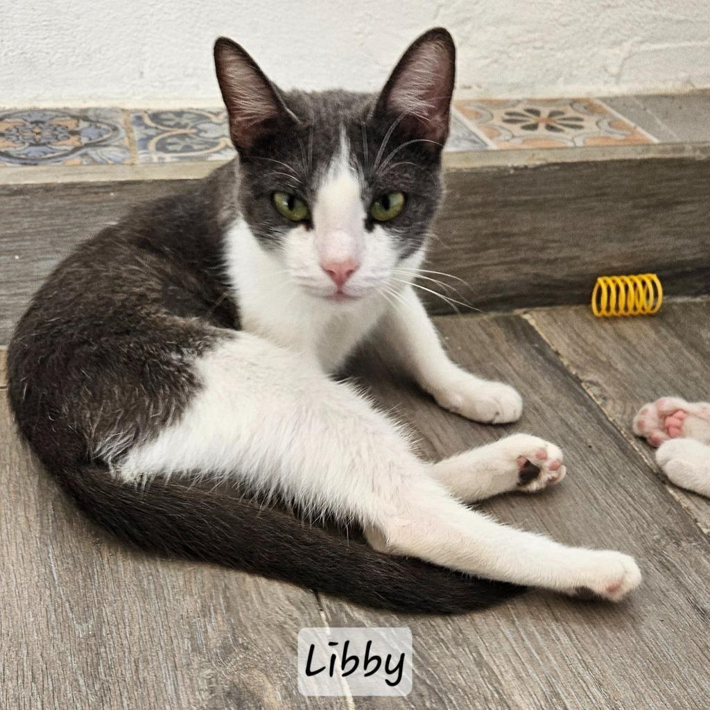Libby, adopted, Young Female American Shorthair.