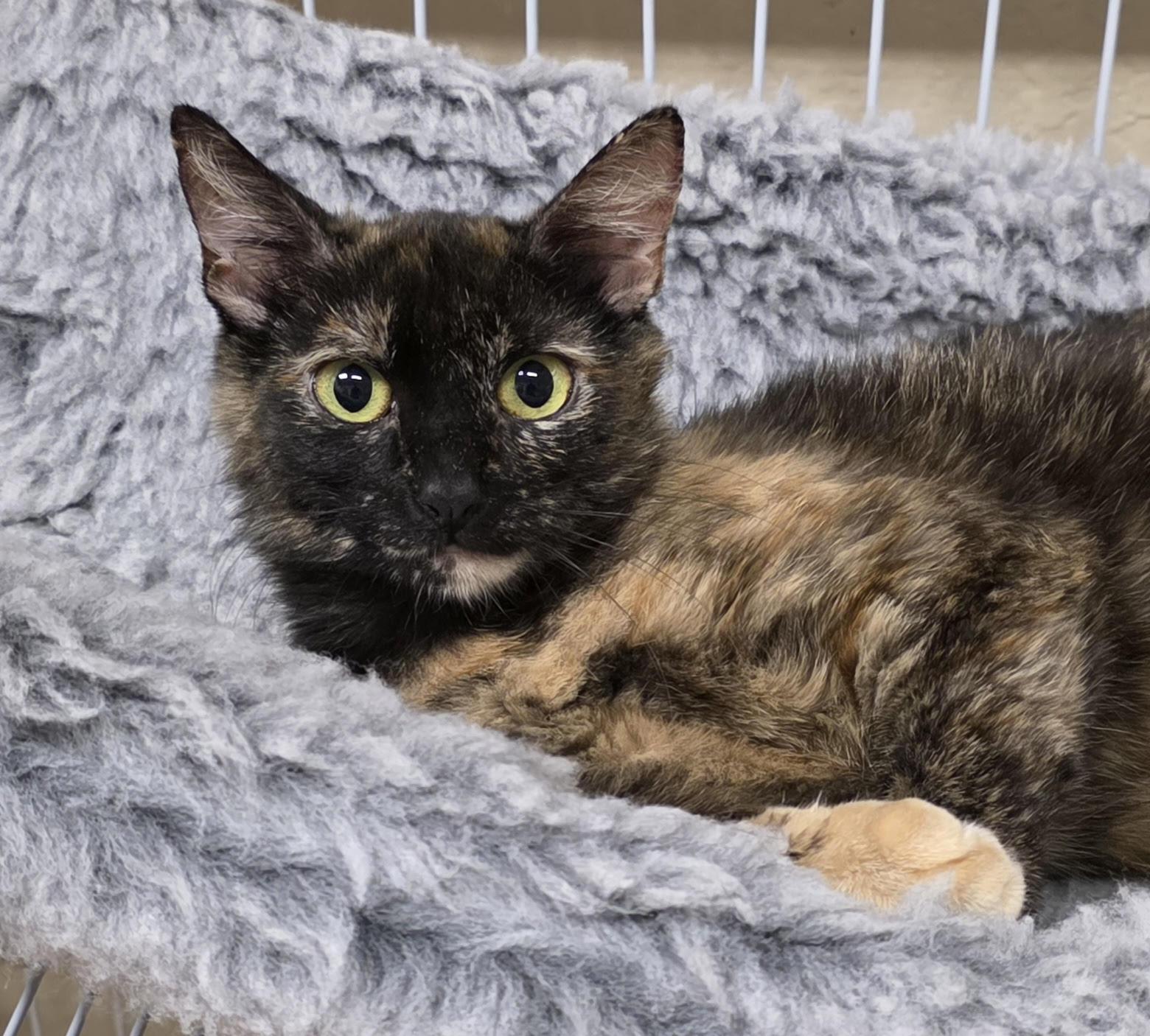 Enlarge Saffron, a Adoptable Domestic Short Hair in San Anselmo, CA image 1/1