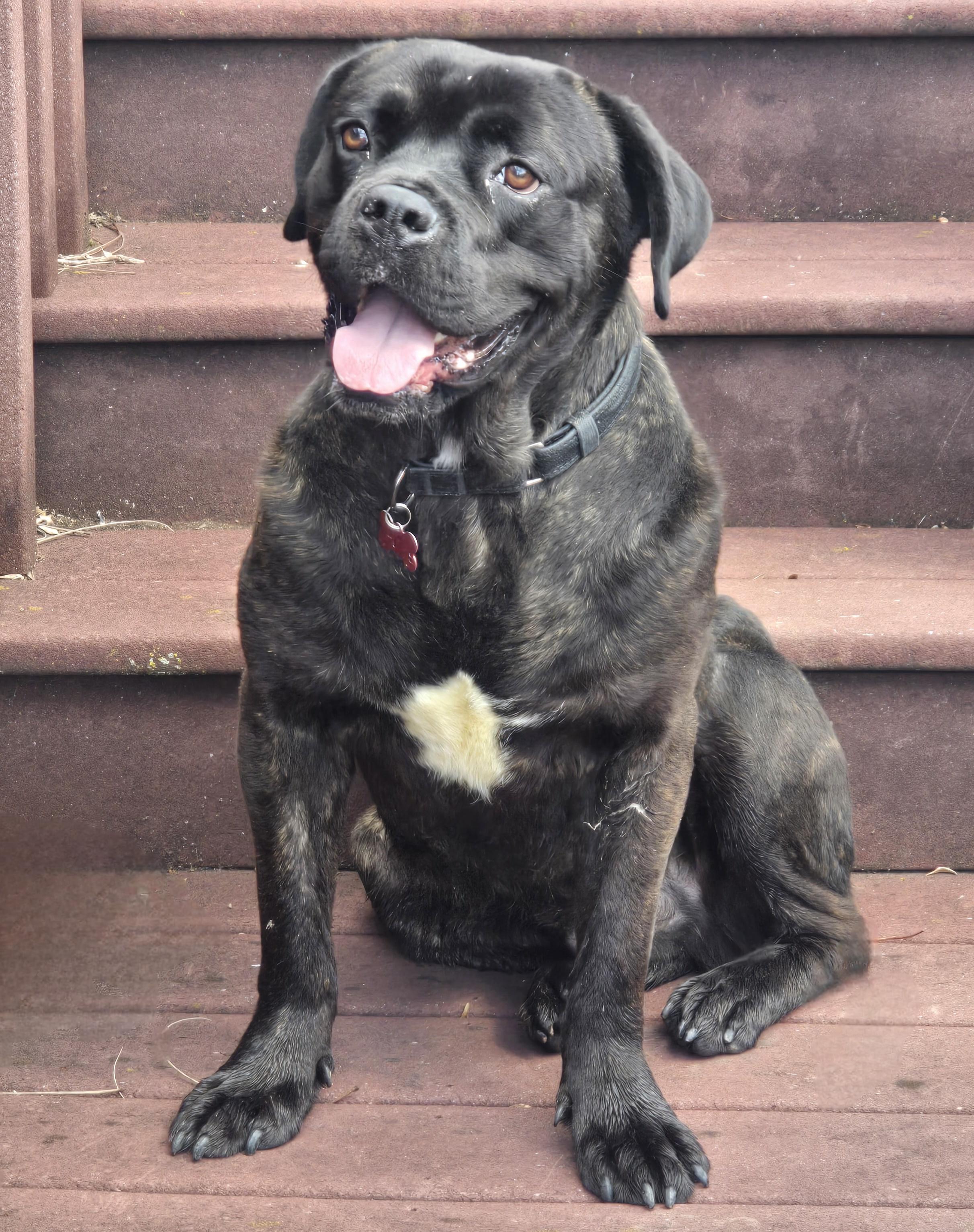 Fred, a ADOPTABLE mixed breed in Detroit, MI image 3/6