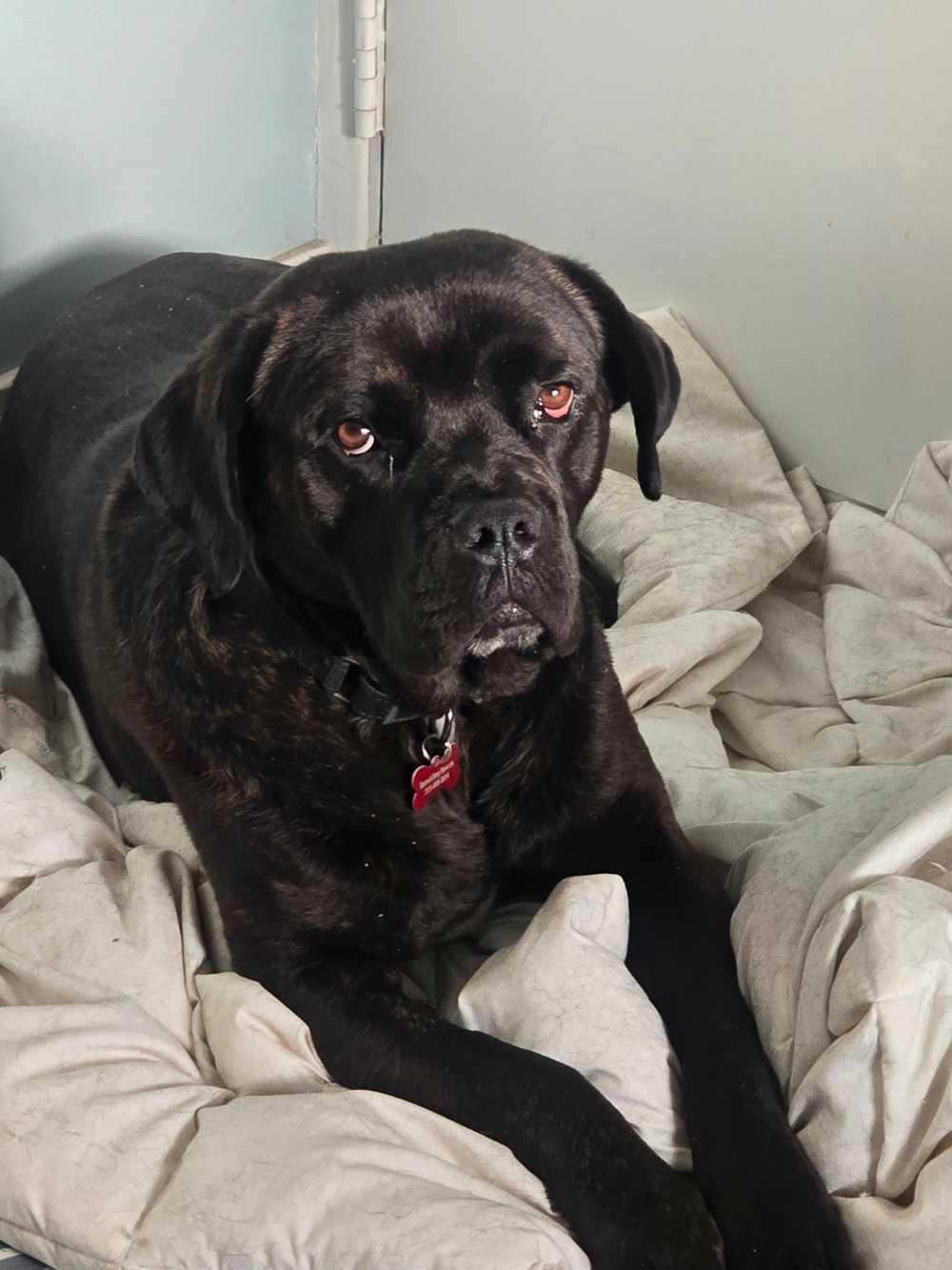 Fred, a ADOPTABLE mixed breed in Detroit, MI image 2/6