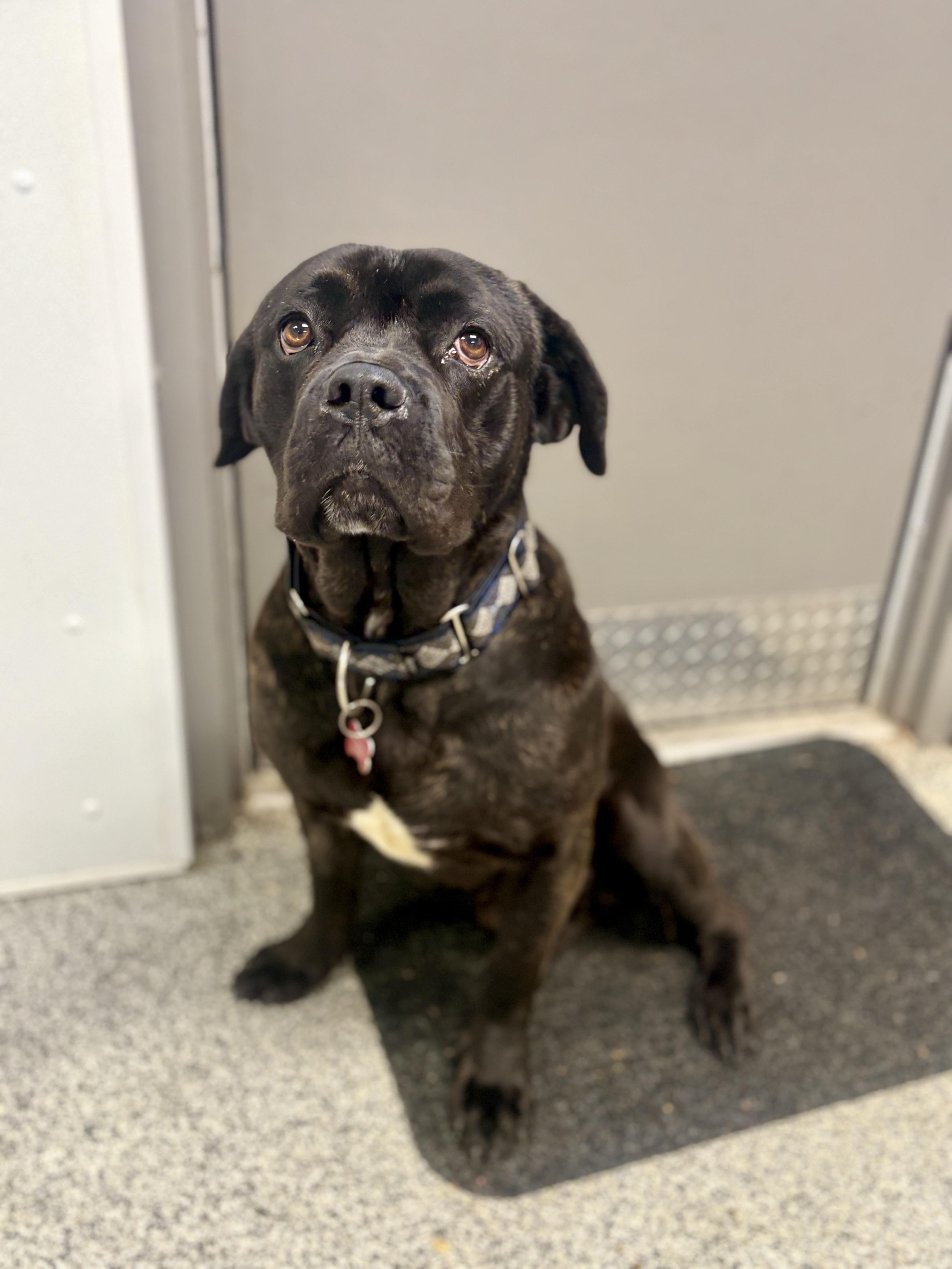 Fred, a ADOPTABLE mixed breed in Detroit, MI image 4/6