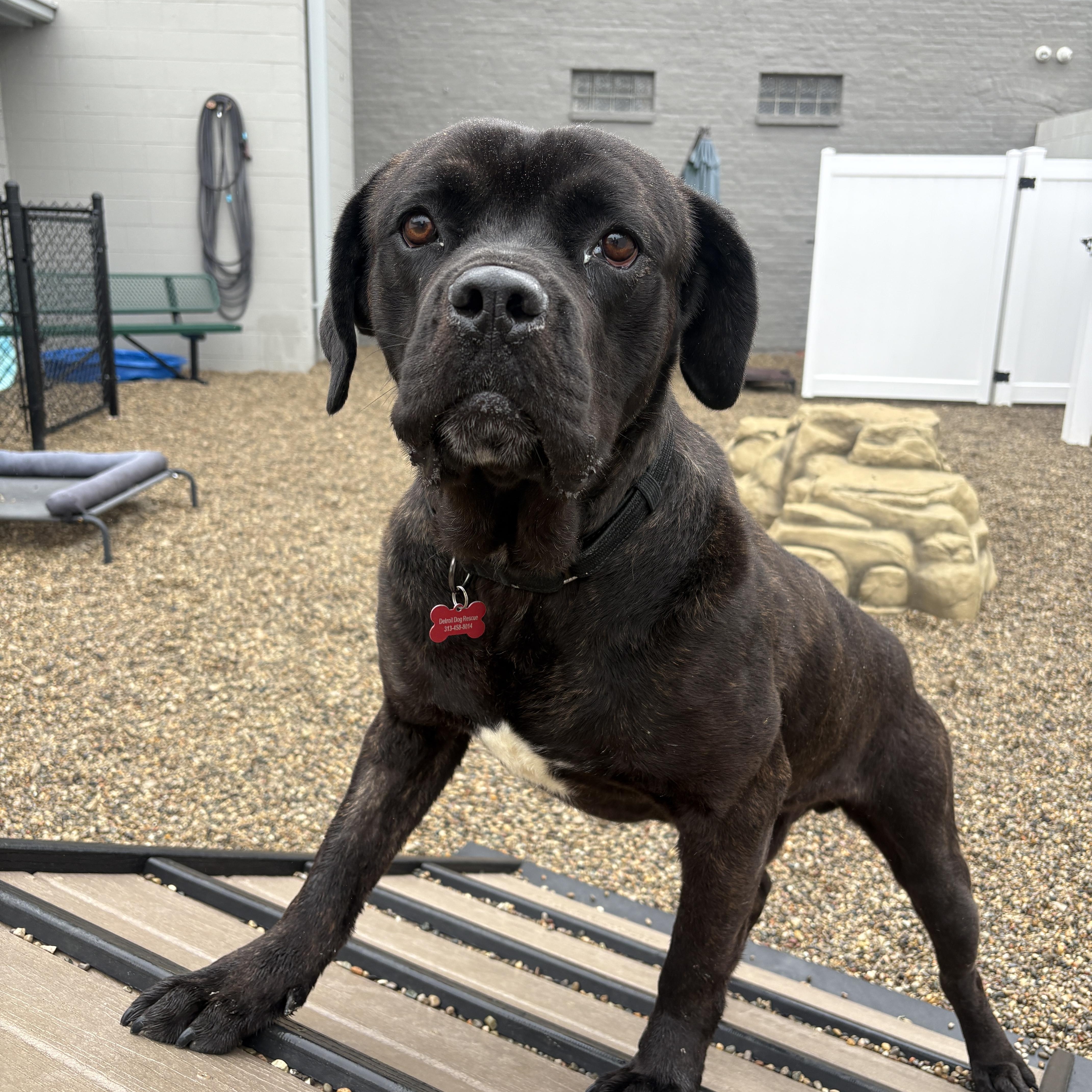 Fred, a ADOPTABLE mixed breed in Detroit, MI image 5/6