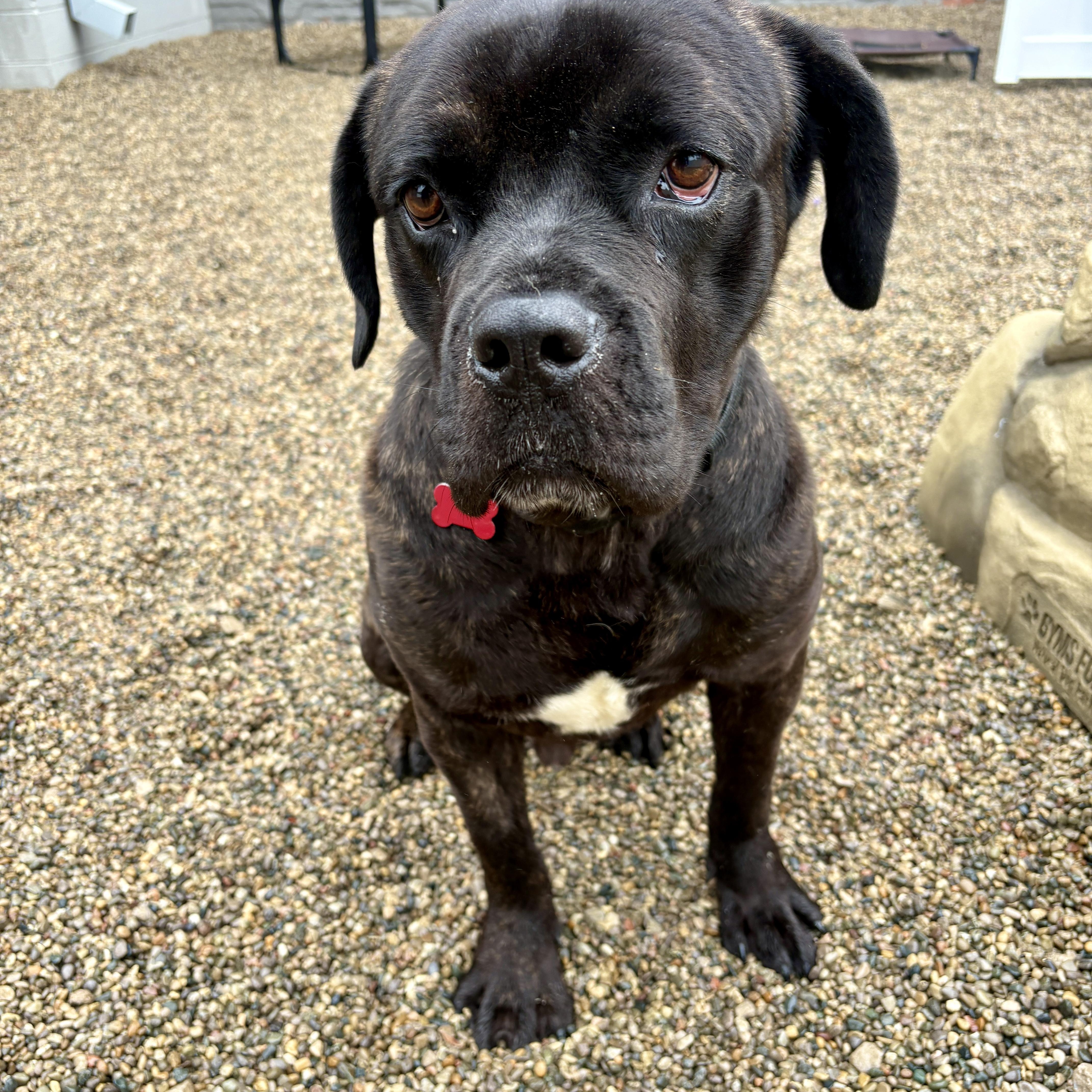 Fred, a ADOPTABLE mixed breed in Detroit, MI image 6/6