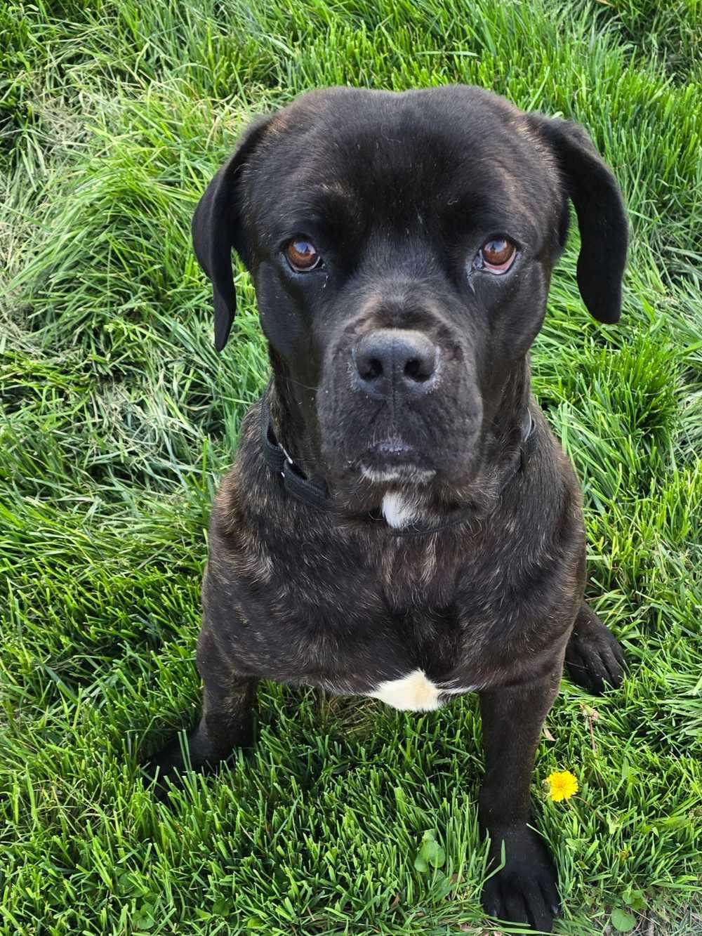 Fred, ADOPTABLE, Young Male Mastiff & Mixed Breed.