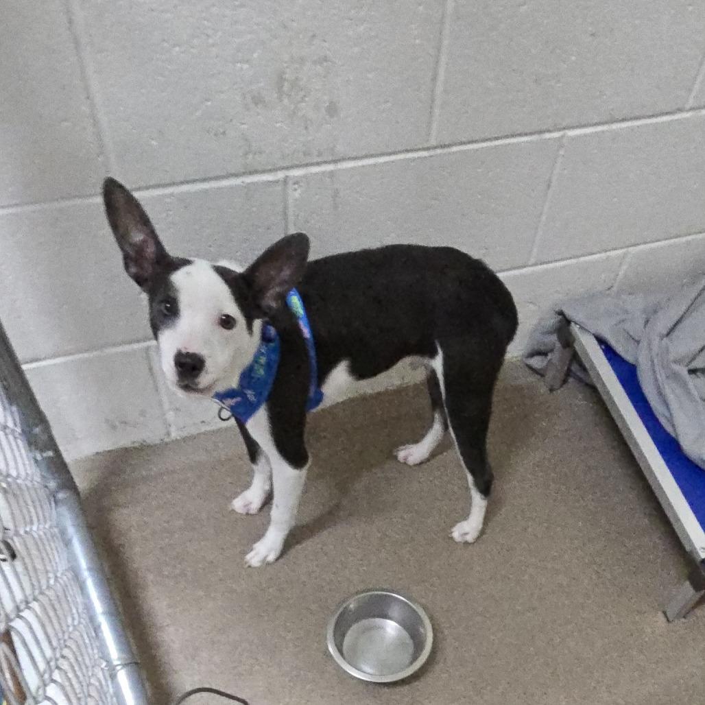 Enlarge Gio 26-0305, a Adoptable Mixed Breed in Yanceyville, NC image 1/1