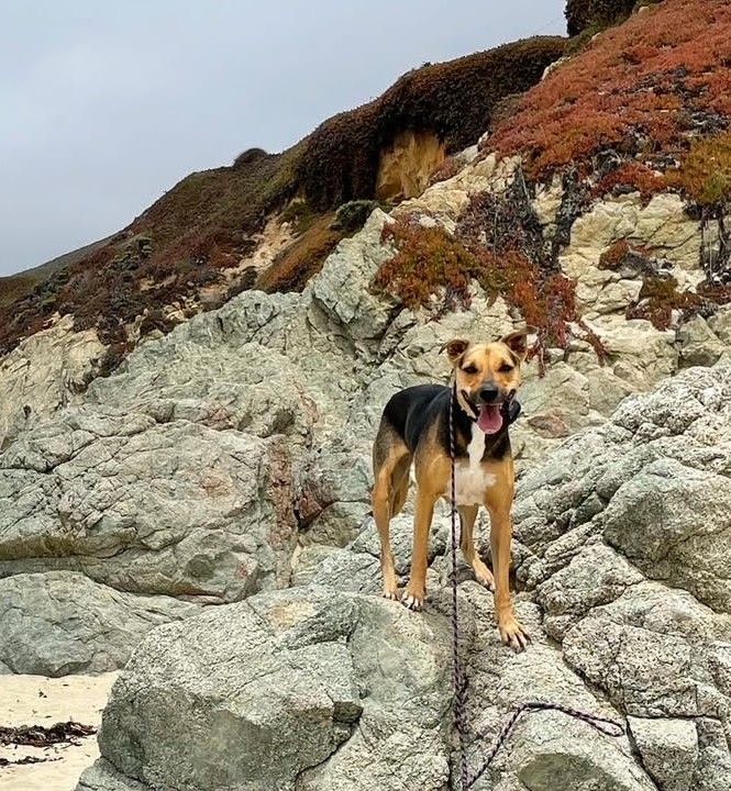 Luna, a Adopted mixed breed in Placerville, CA image 1/2