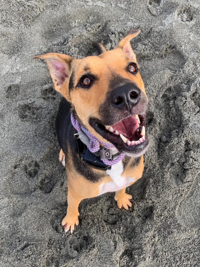 Luna, a Adopted mixed breed in Placerville, CA image 2/2