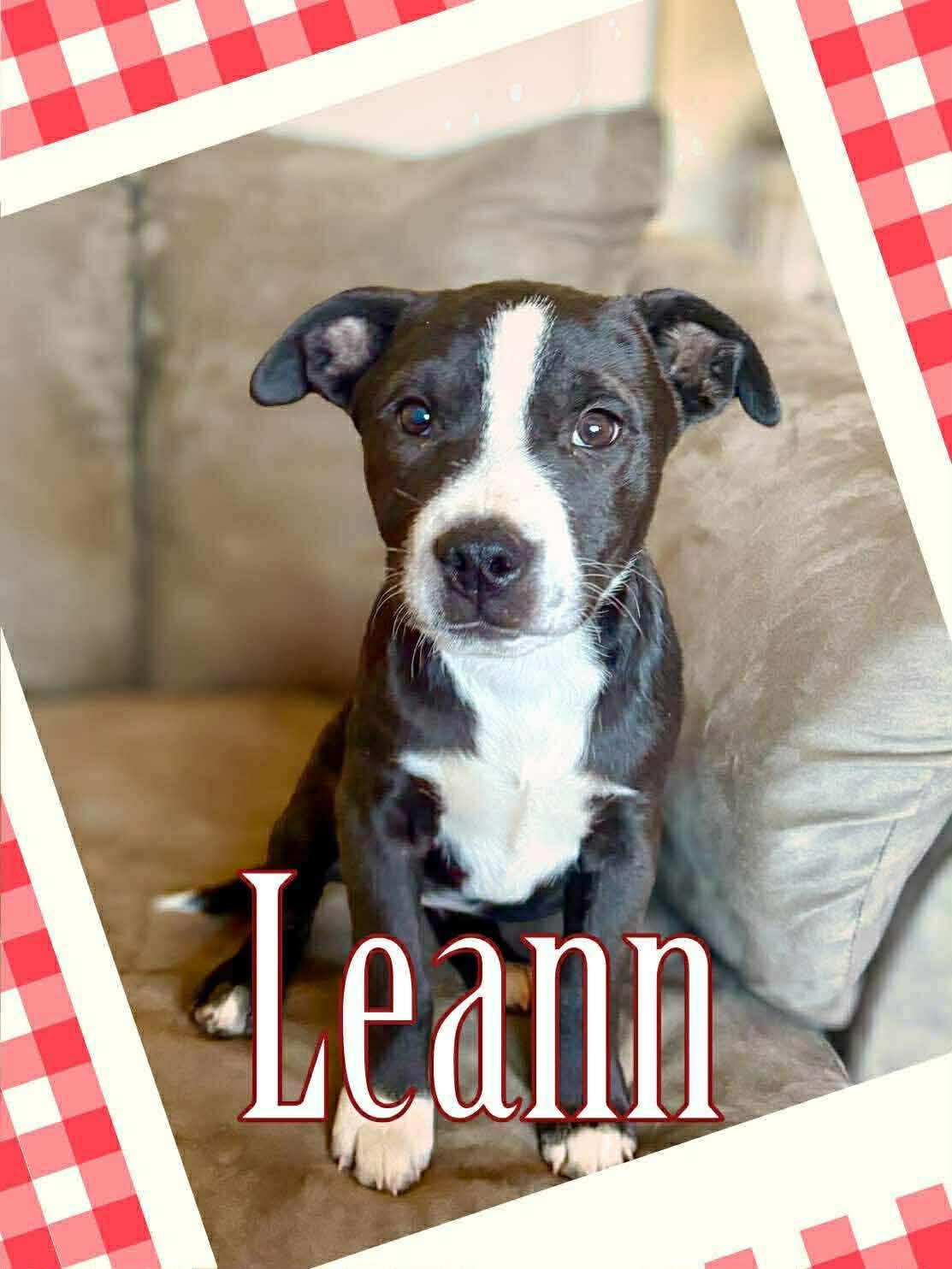 Leann, ADOPTABLE, Puppy Female Labrador Retriever.