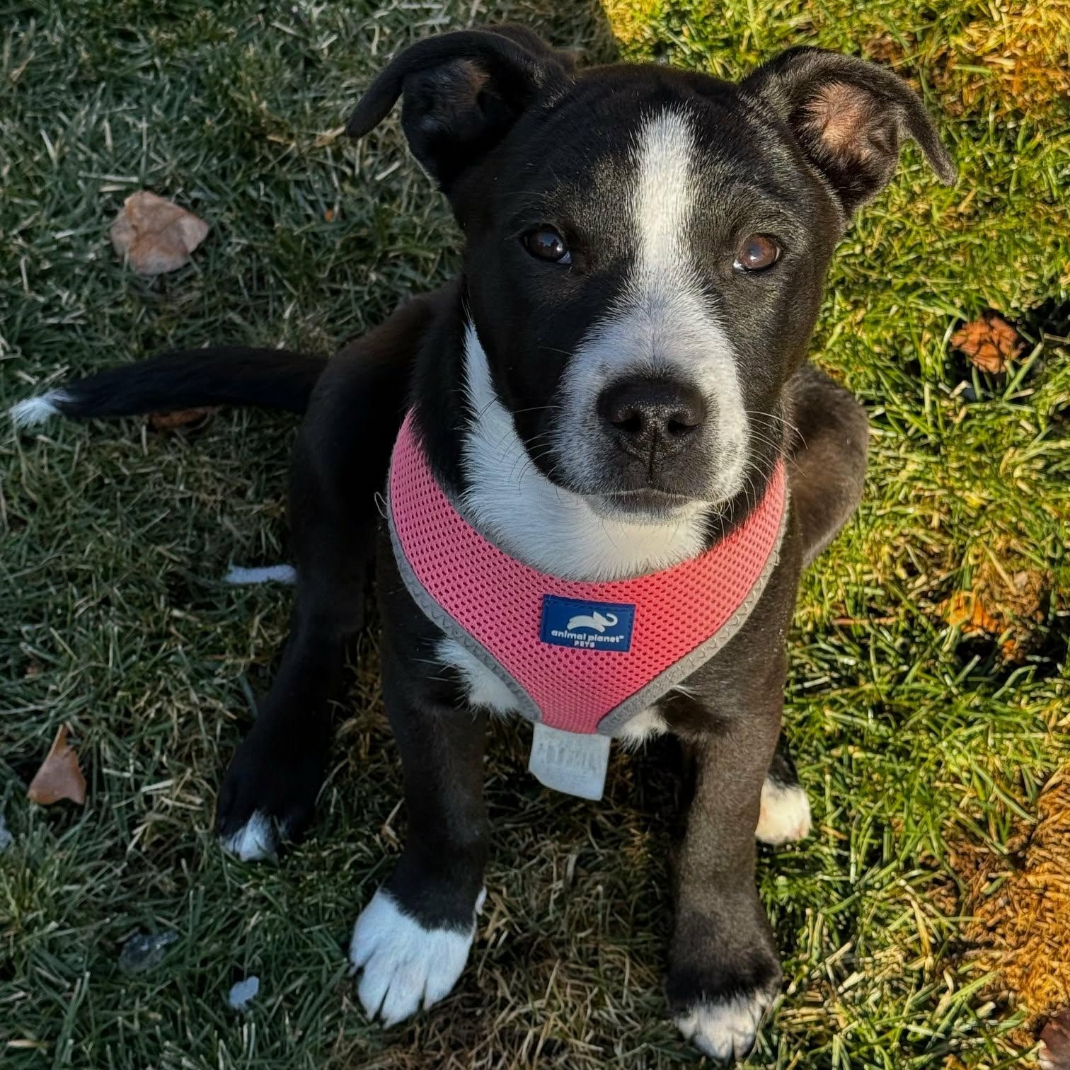 Leann, ADOPTABLE, Puppy Female Labrador Retriever.