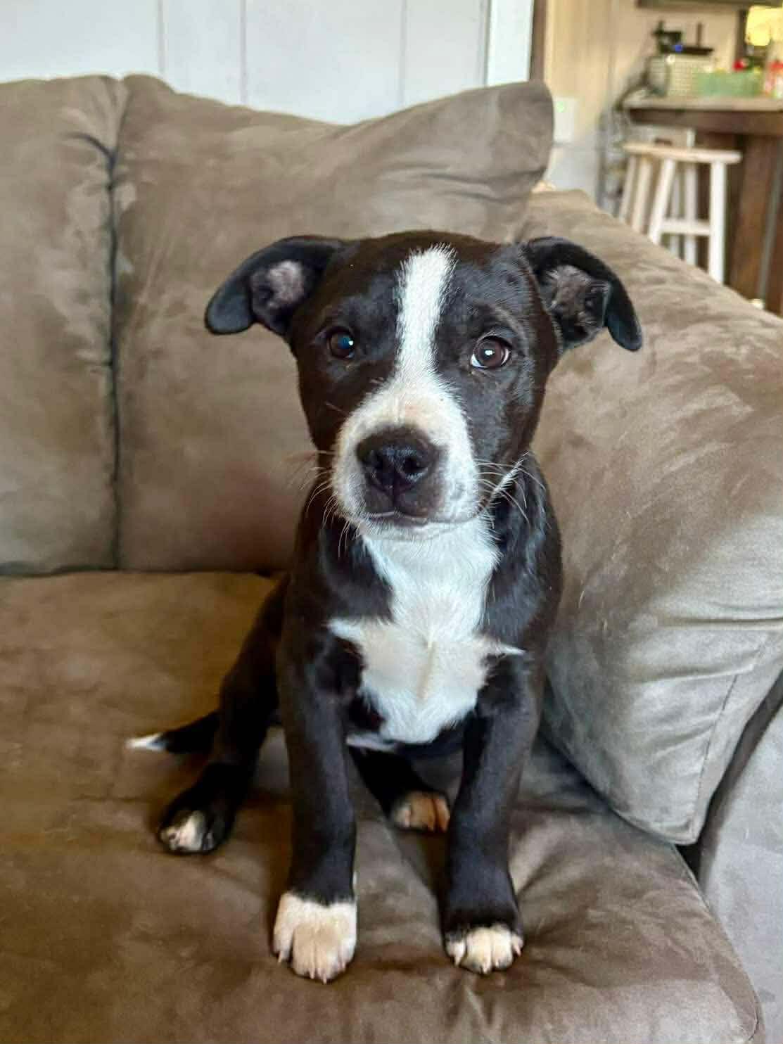 Leann, a ADOPTABLE mixed breed in Chepachet, RI image 2/5