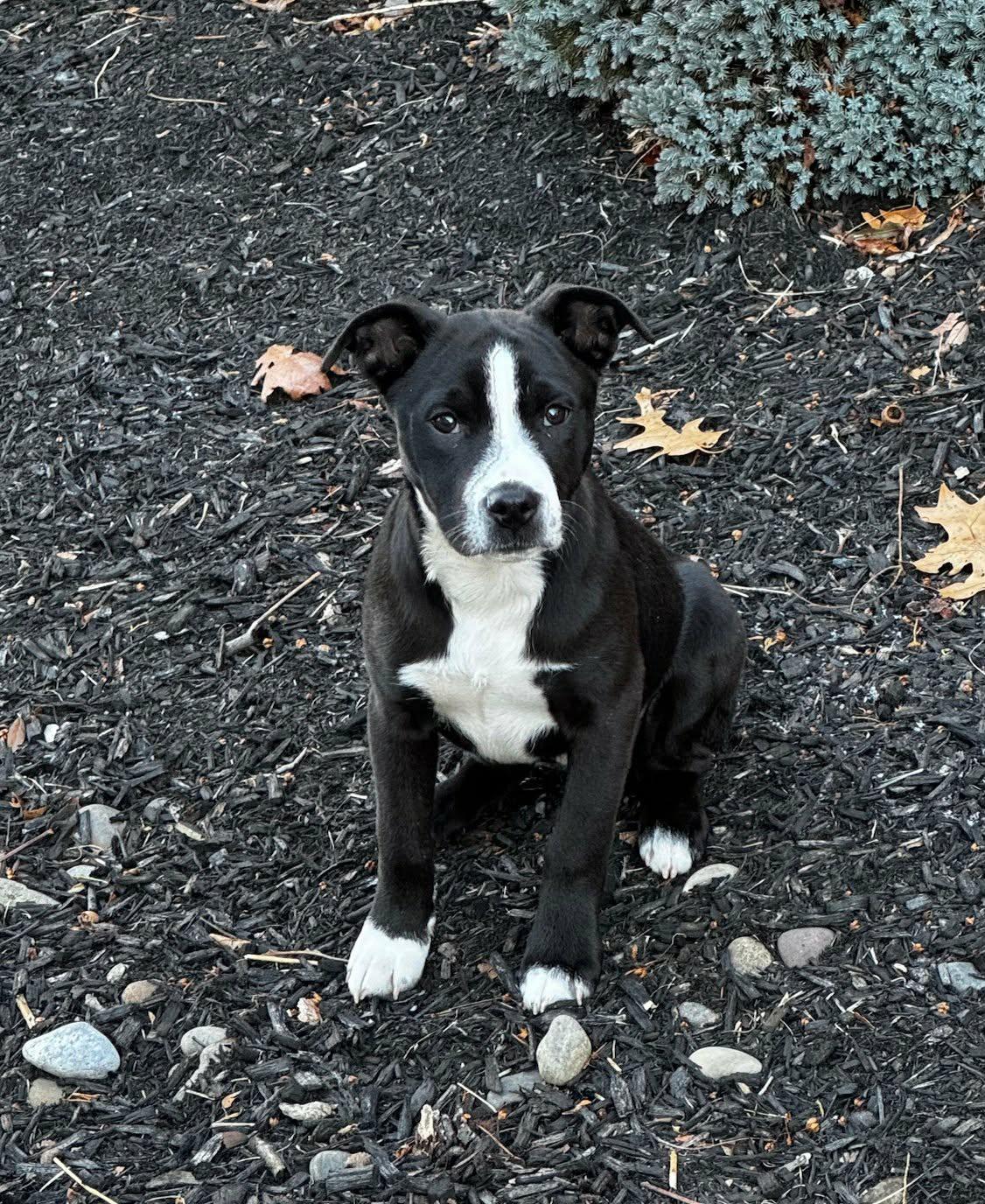 Enlarge Leann, a ADOPTABLE mixed breed in Grafton, MA image 5/6