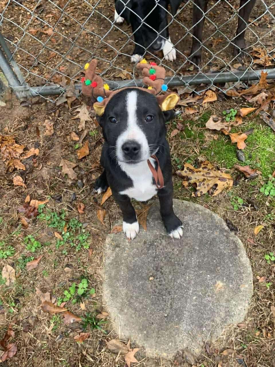 Leann, a ADOPTABLE mixed breed in Chepachet, RI image 3/5