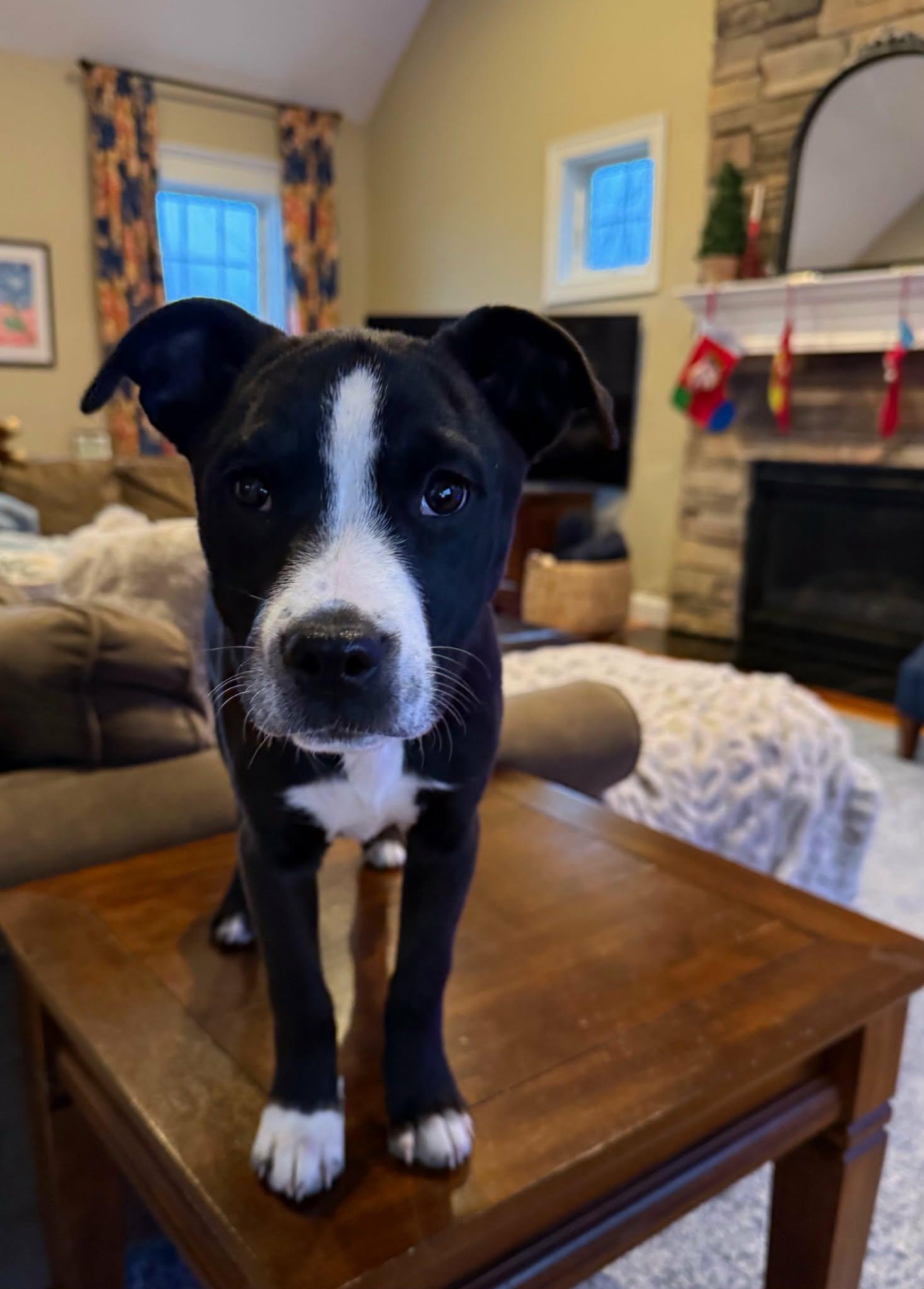 Enlarge Leann, a ADOPTABLE mixed breed in Grafton, MA image 4/6