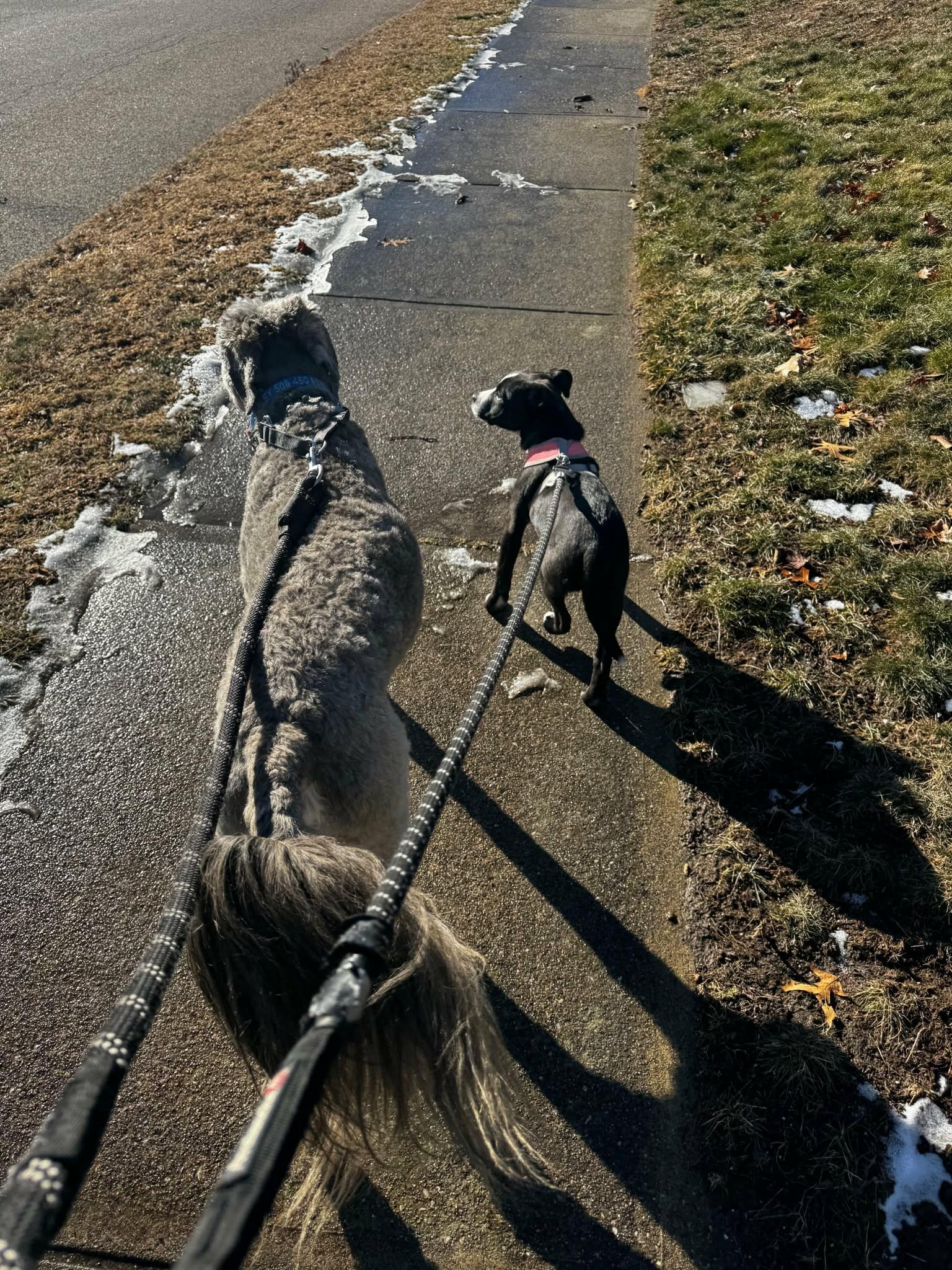 Enlarge Leann, a ADOPTABLE mixed breed in Grafton, MA image 6/6