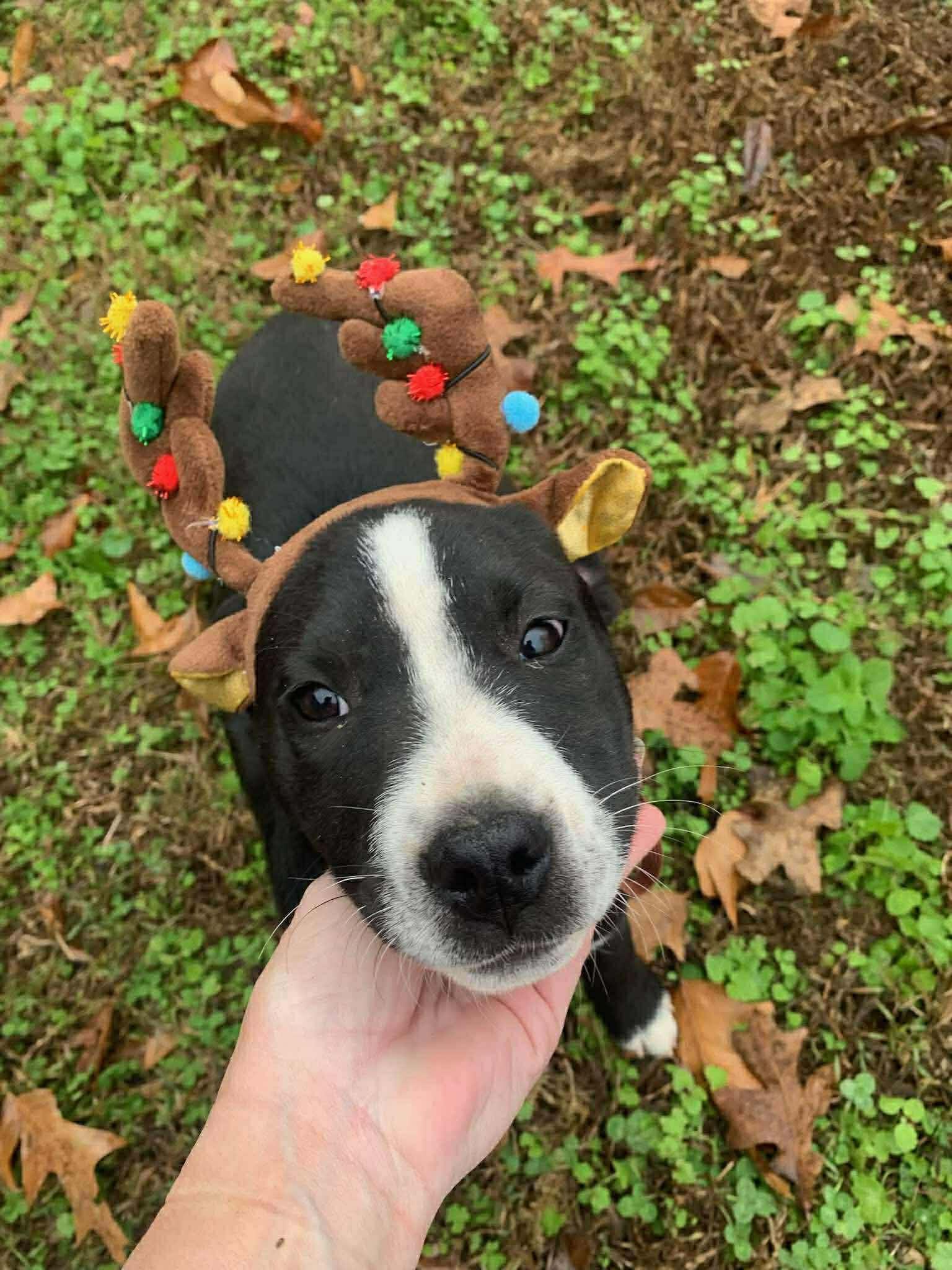 Leann, a ADOPTABLE mixed breed in Chepachet, RI image 4/5