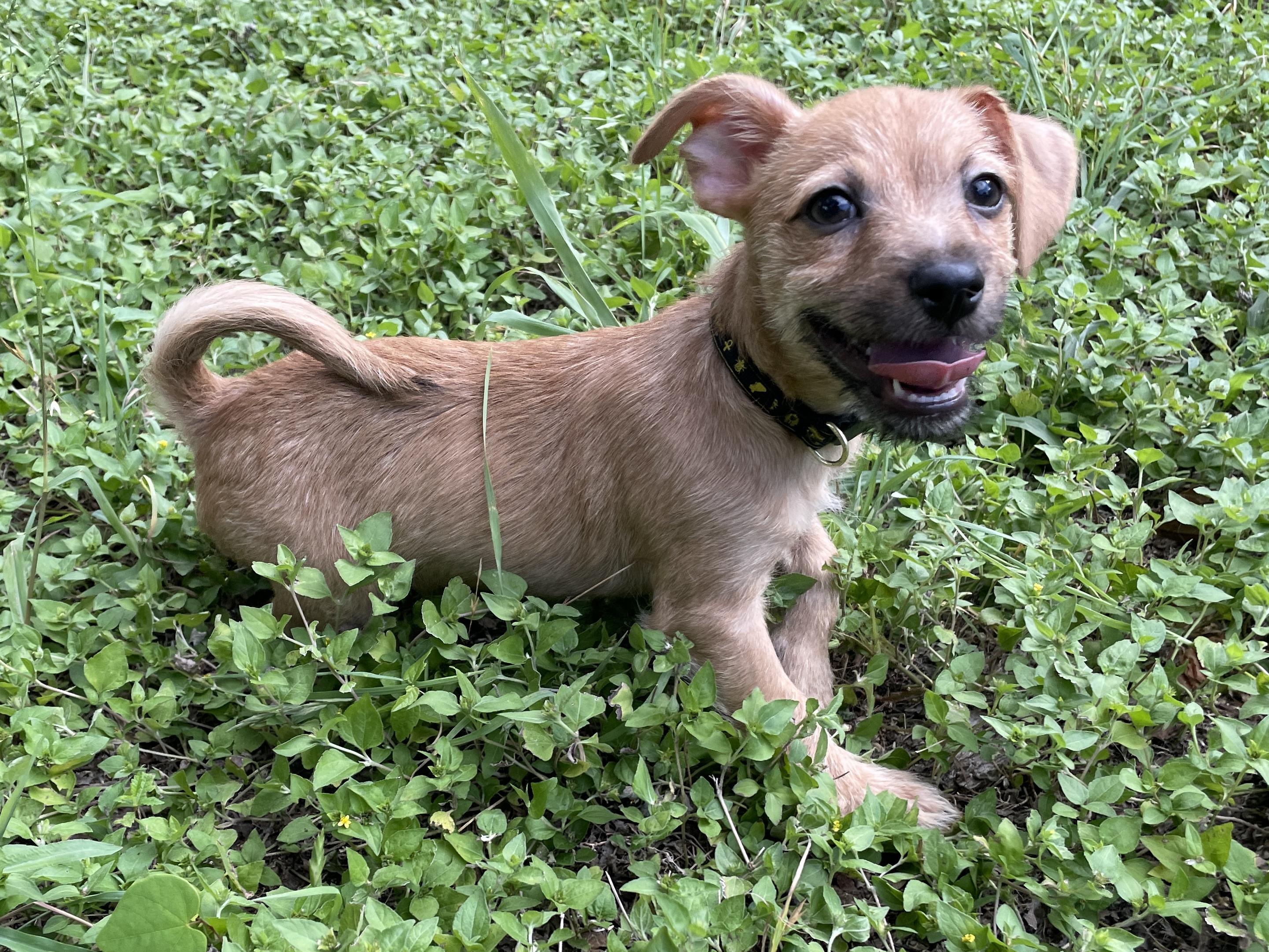 Enlarge Thunk, a Adopted mixed breed in Round Rock, TX image 2/5