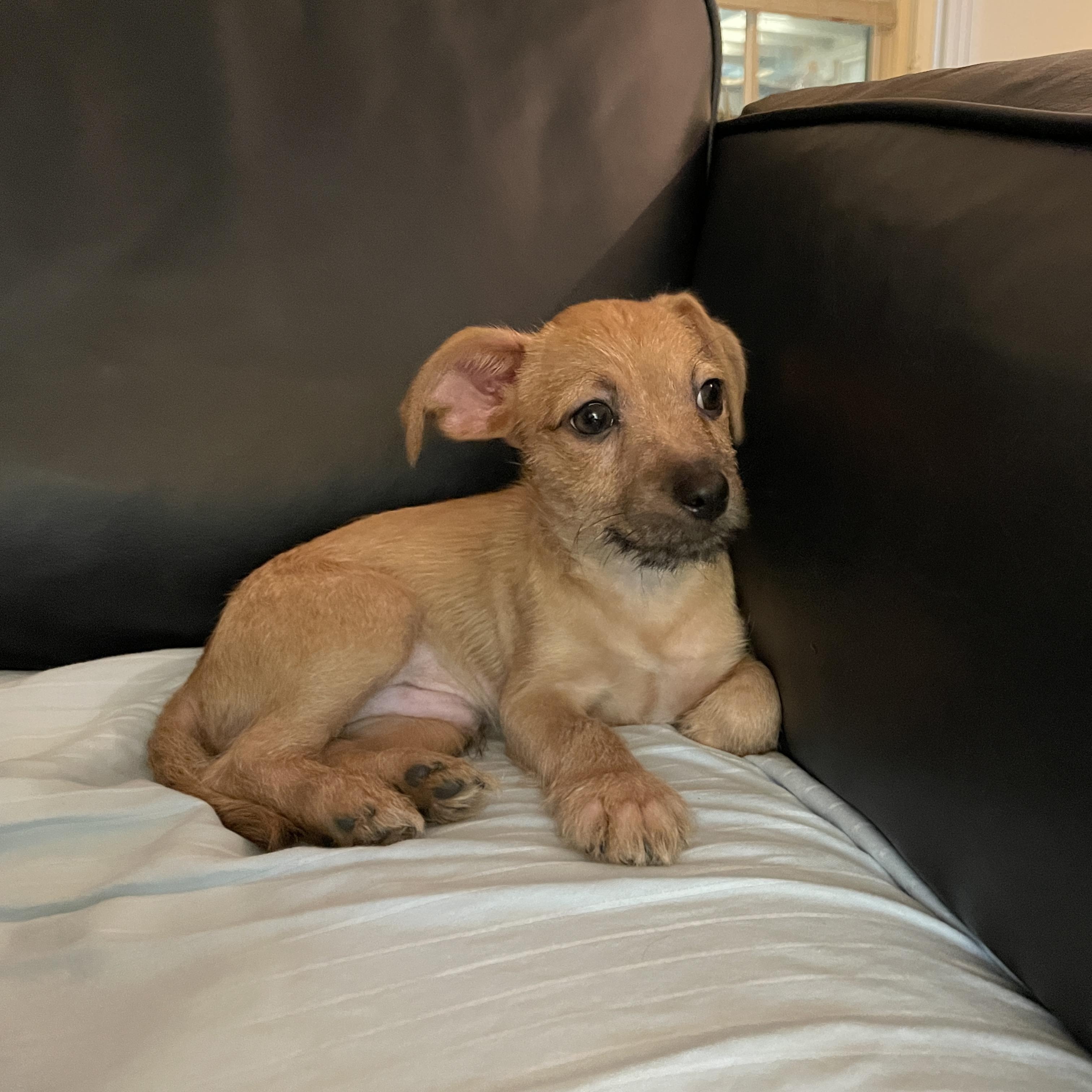 Enlarge Thunk, a Adopted mixed breed in Round Rock, TX image 1/5