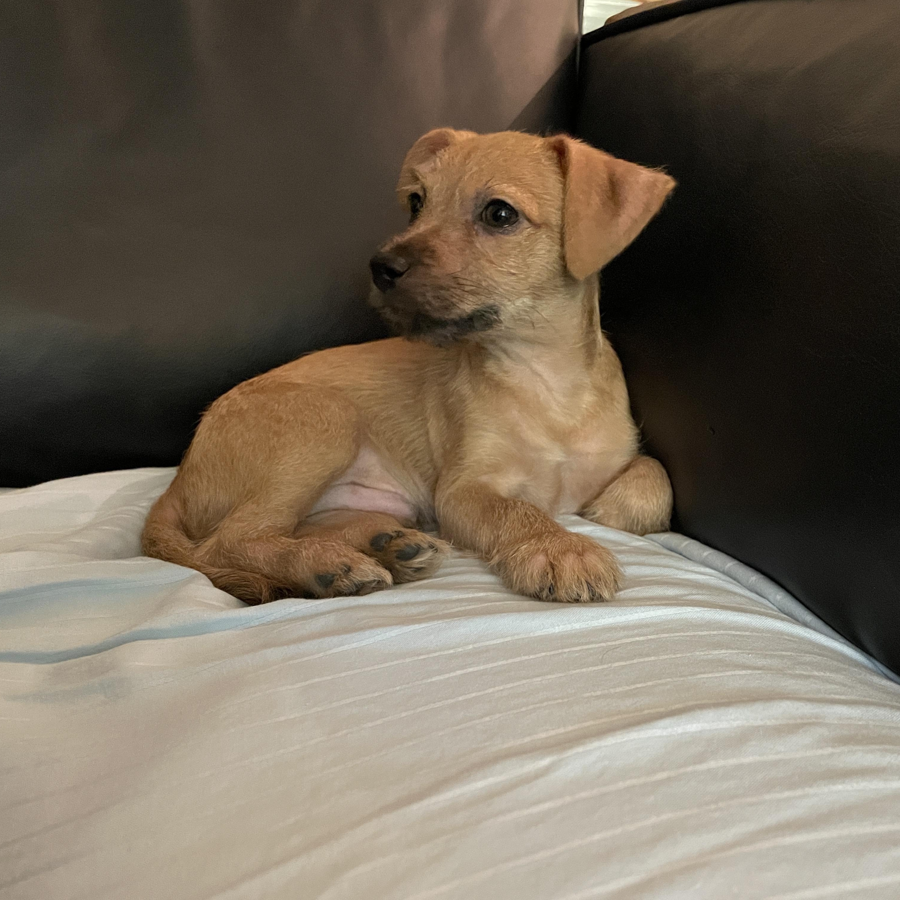 Enlarge Thunk, a Adopted mixed breed in Round Rock, TX image 3/5