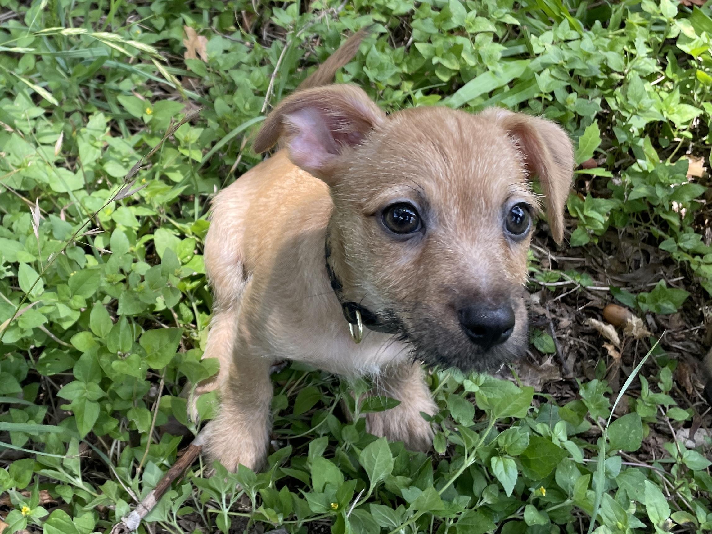 Enlarge Thunk, a Adopted mixed breed in Round Rock, TX image 5/5