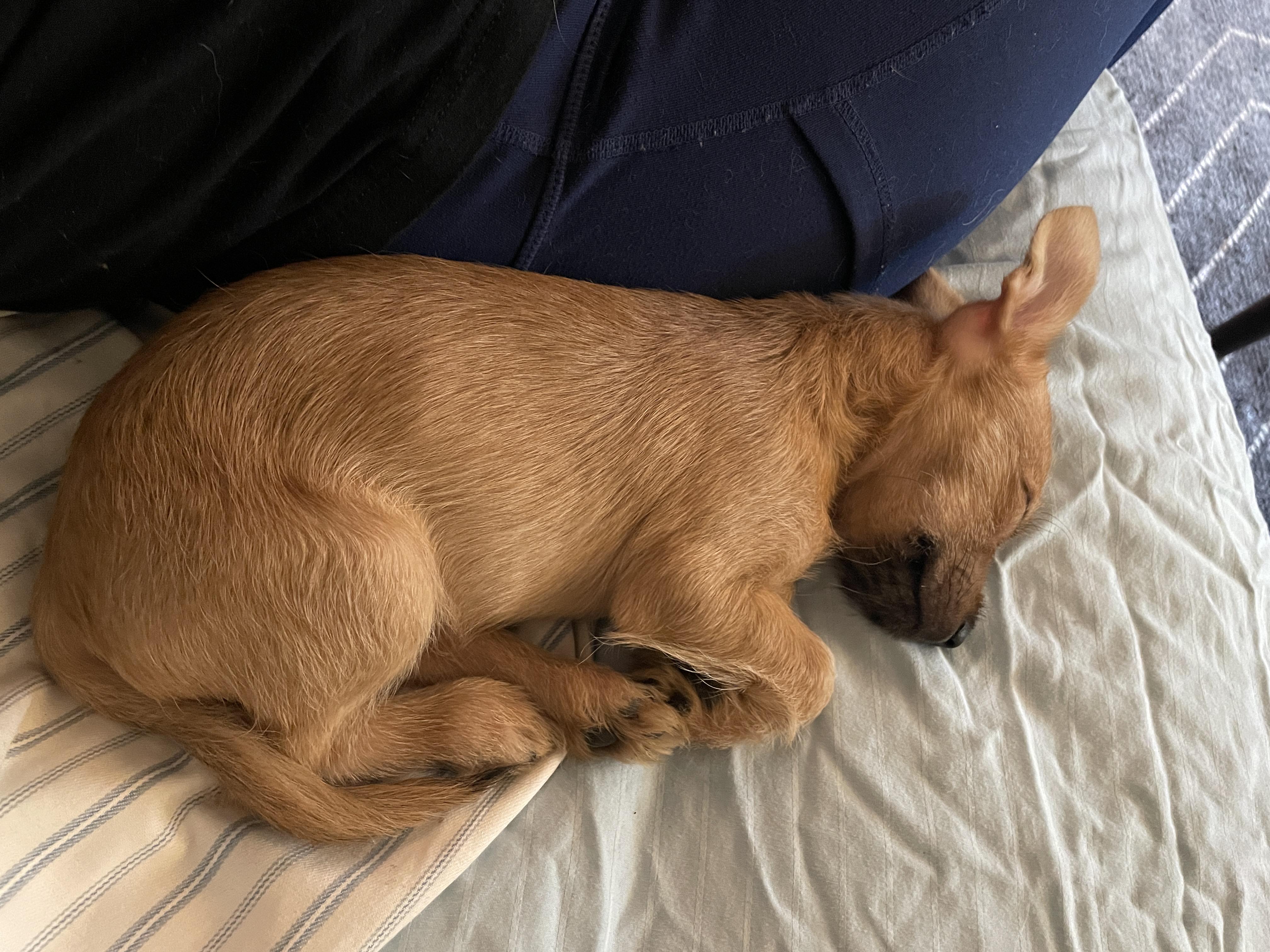 Enlarge Thunk, a Adopted mixed breed in Round Rock, TX image 4/5