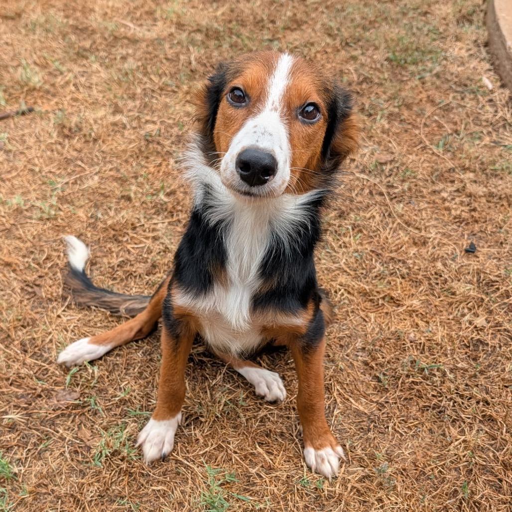 Enlarge Harlow C-34136, a Adoptable mixed breed in Oklahoma City, OK image 1/5