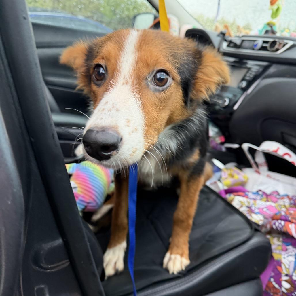 Enlarge Harlow C-34136, a Adoptable mixed breed in Oklahoma City, OK image 2/5