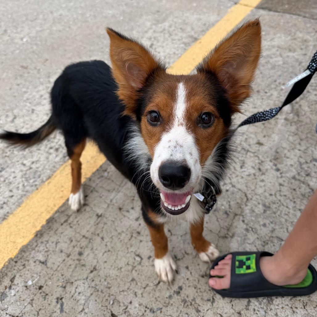 Enlarge Harlow C-34136, a Adoptable mixed breed in Oklahoma City, OK image 3/5