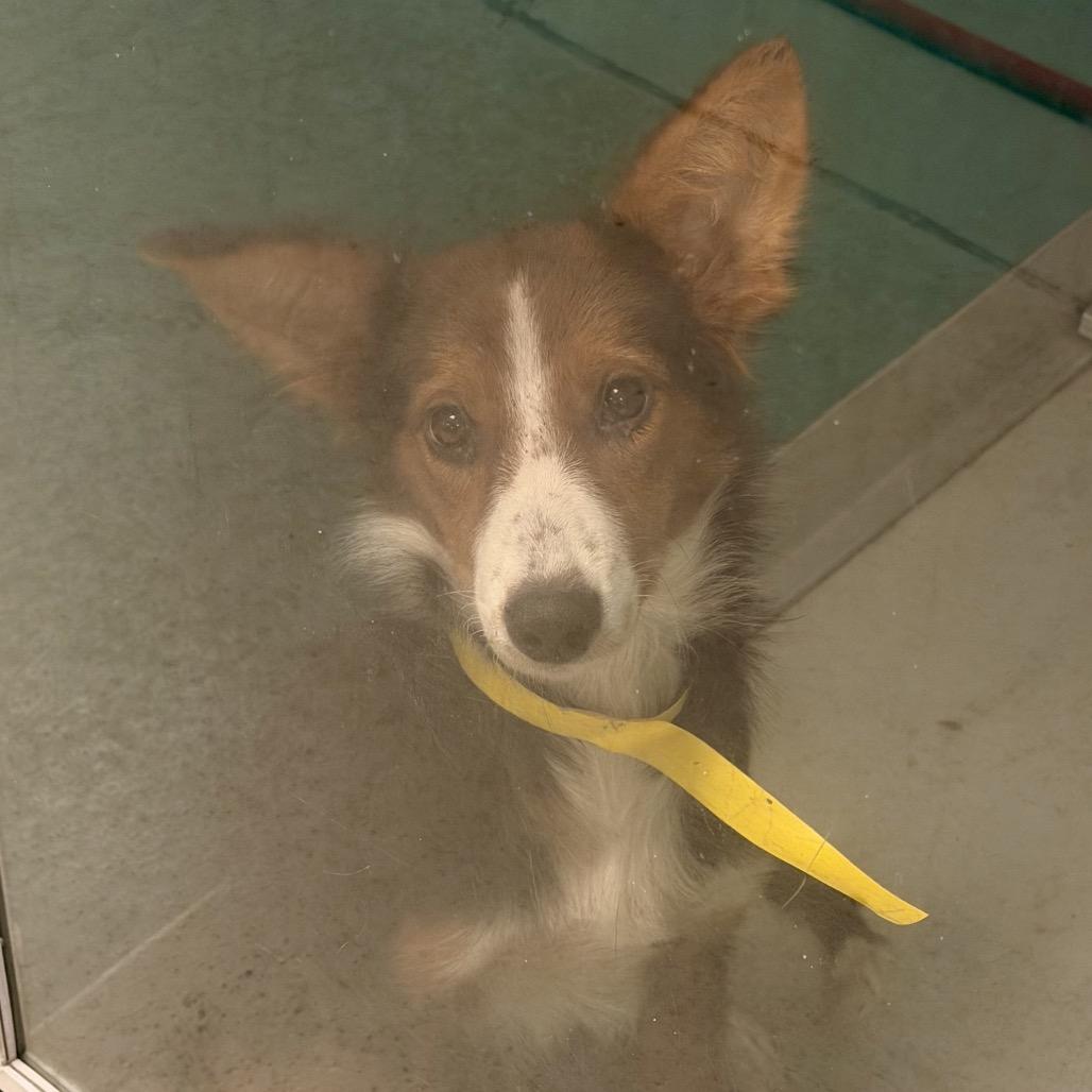 Enlarge Harlow C-34136, a Adoptable mixed breed in Oklahoma City, OK image 4/5